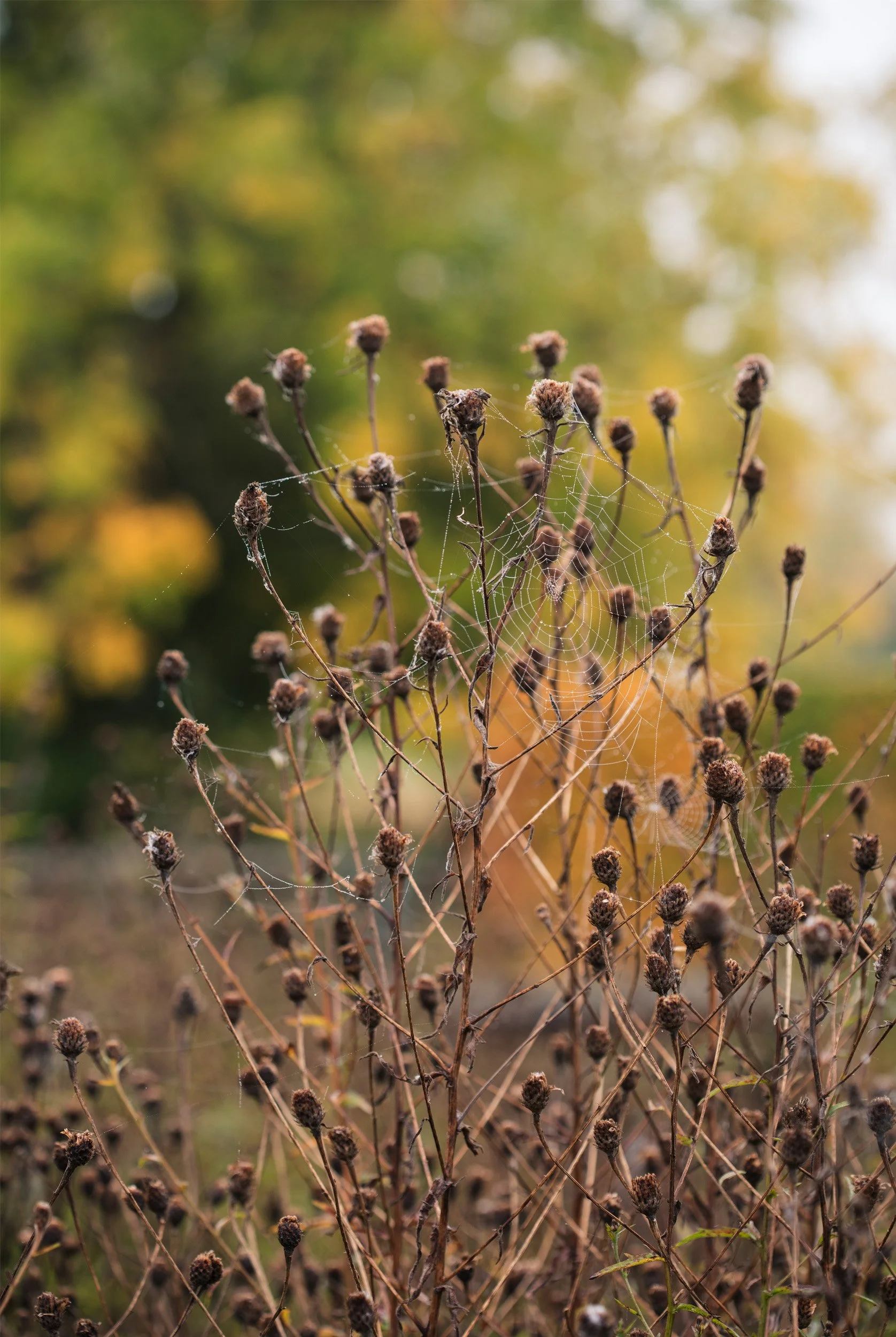 2500 pxls wide_ portrait AUTUMN 05.jpg