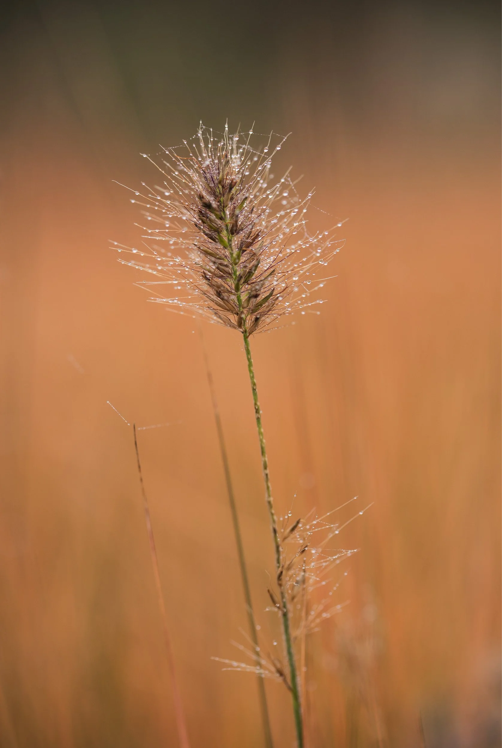 2500 pxls wide_ portrait AUTUMN 04 .jpg