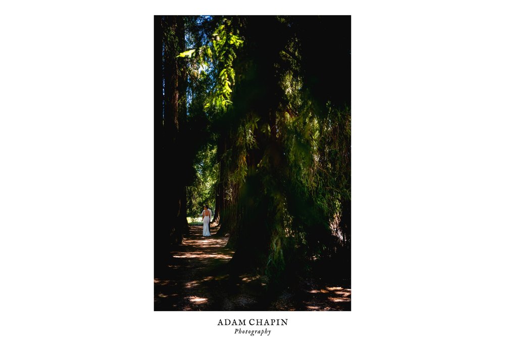 bride and groom standing together in a redwood tree grove