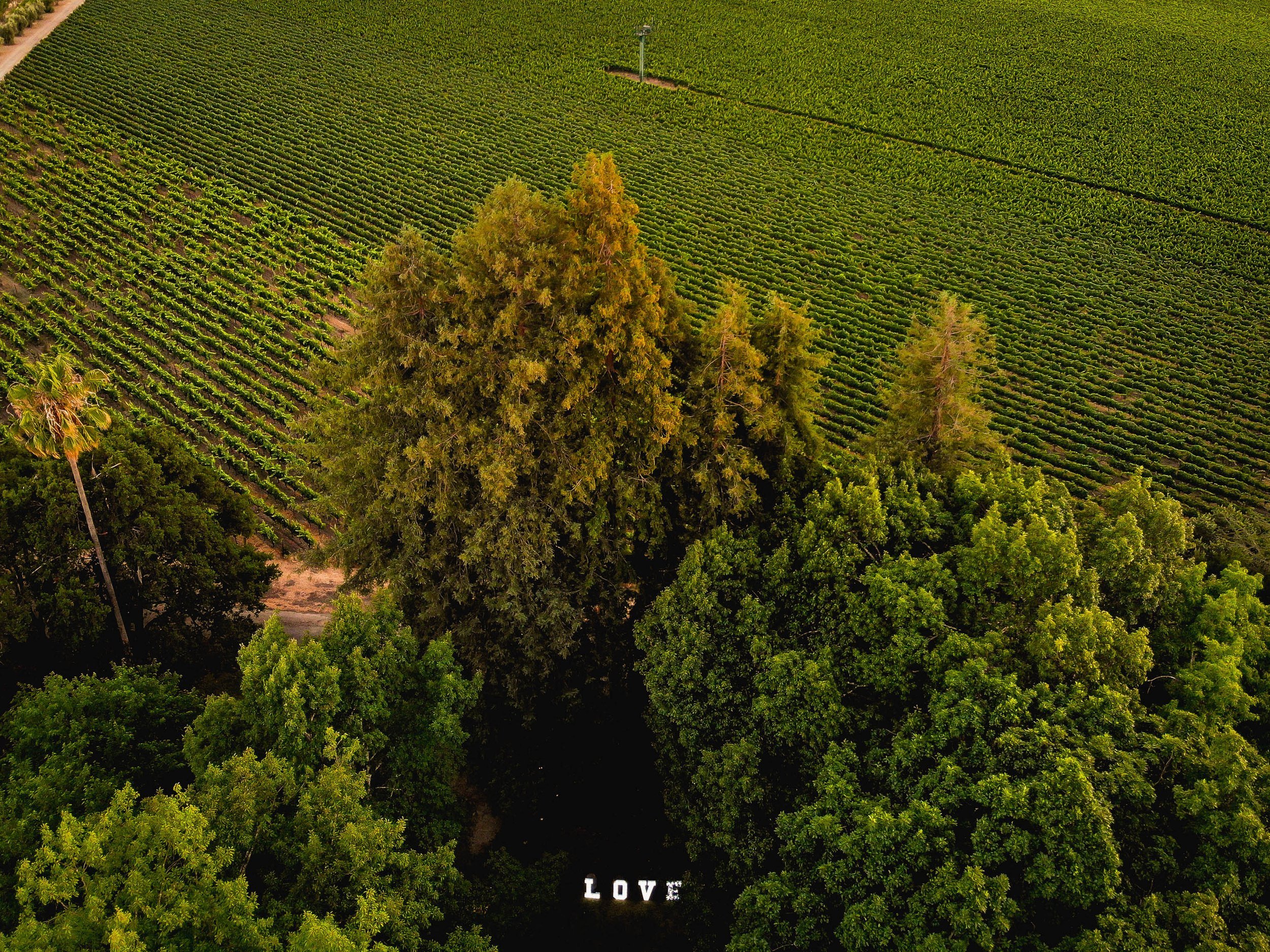 drone view of Charles Krug winery and the bride and grooms neon love sign in the garden