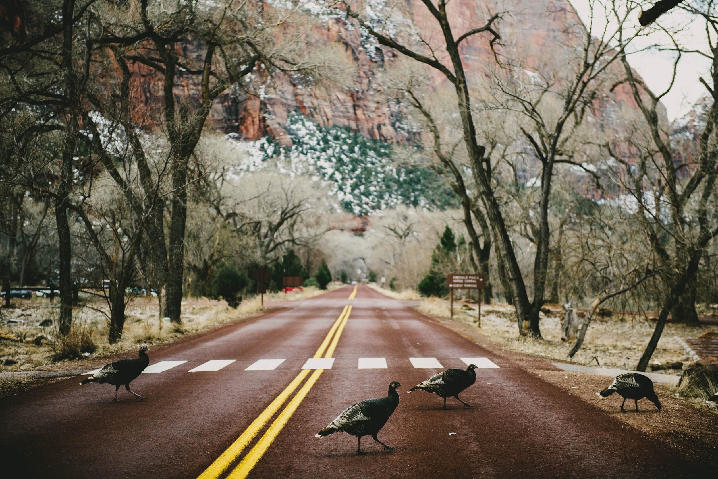 wild turkeys crossing the road in zion national park