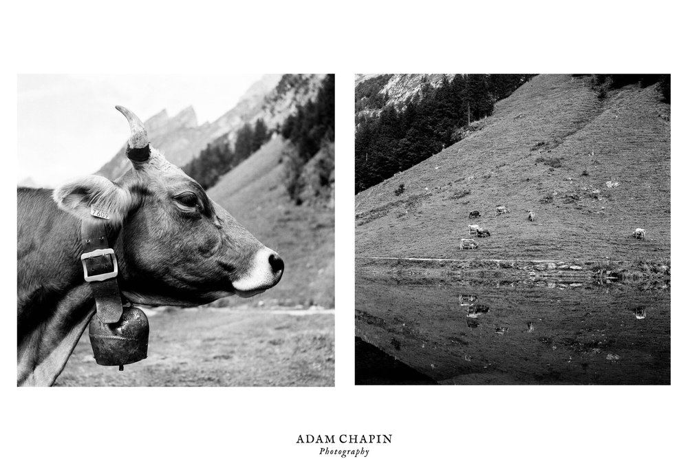 swiss cows around seealpsee on the ebenalp trail in weissbad switzerland by adam chapin photography