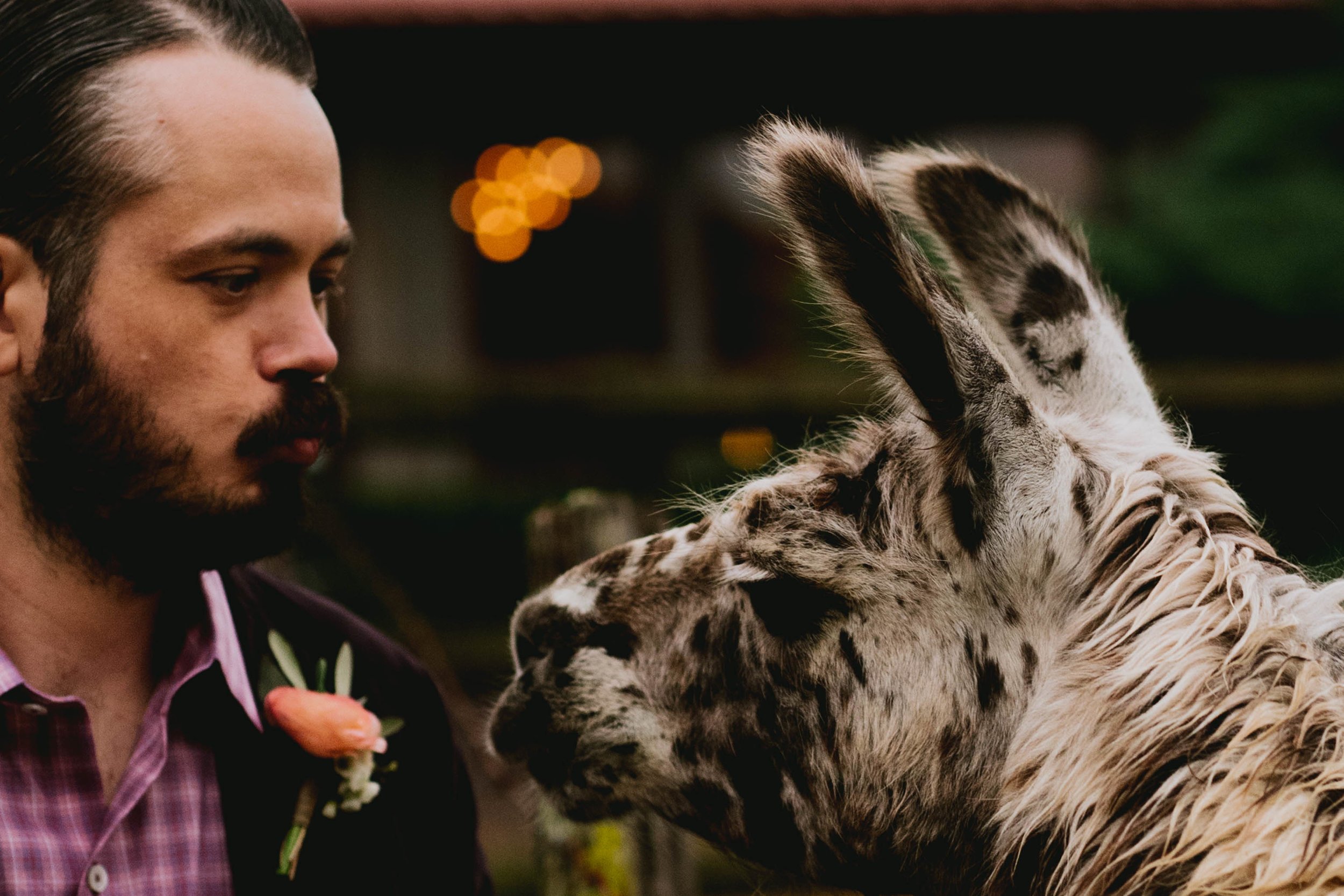 groom and chocochip the llama getting close to eachother