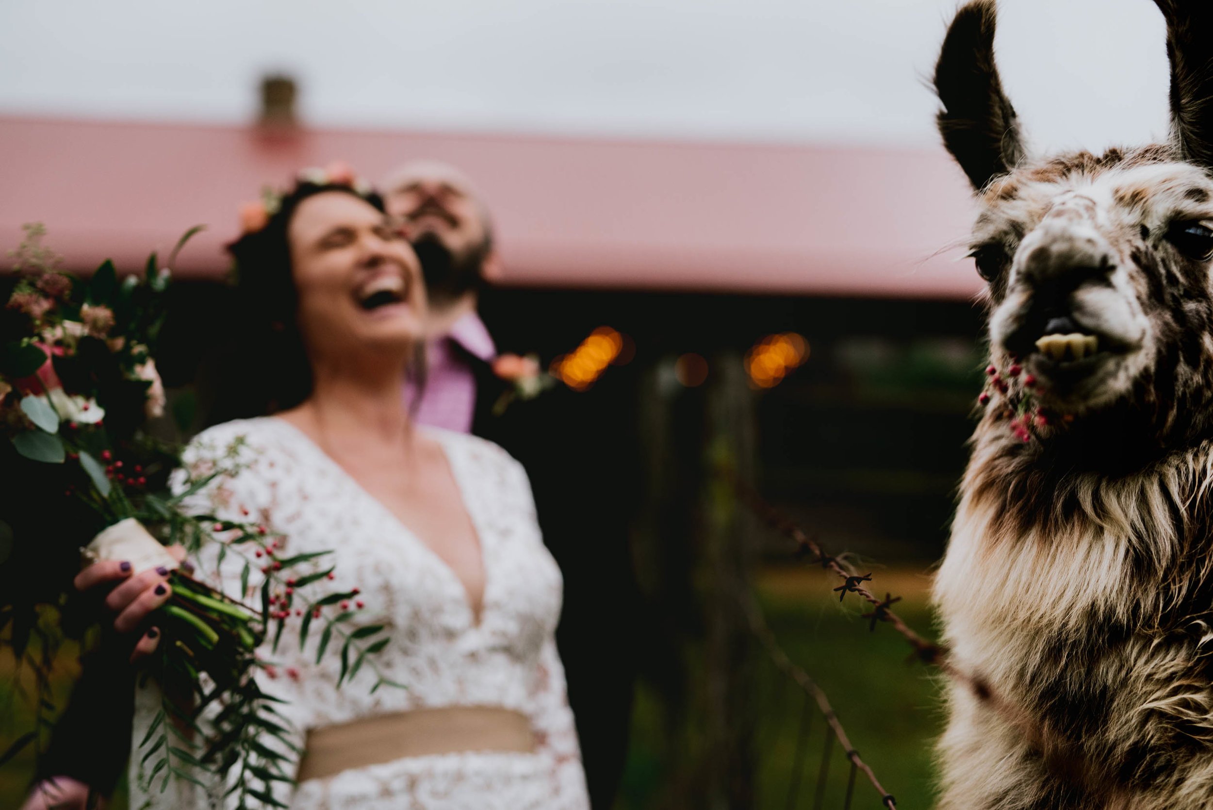 bride and groom laughing with chocochip the llama