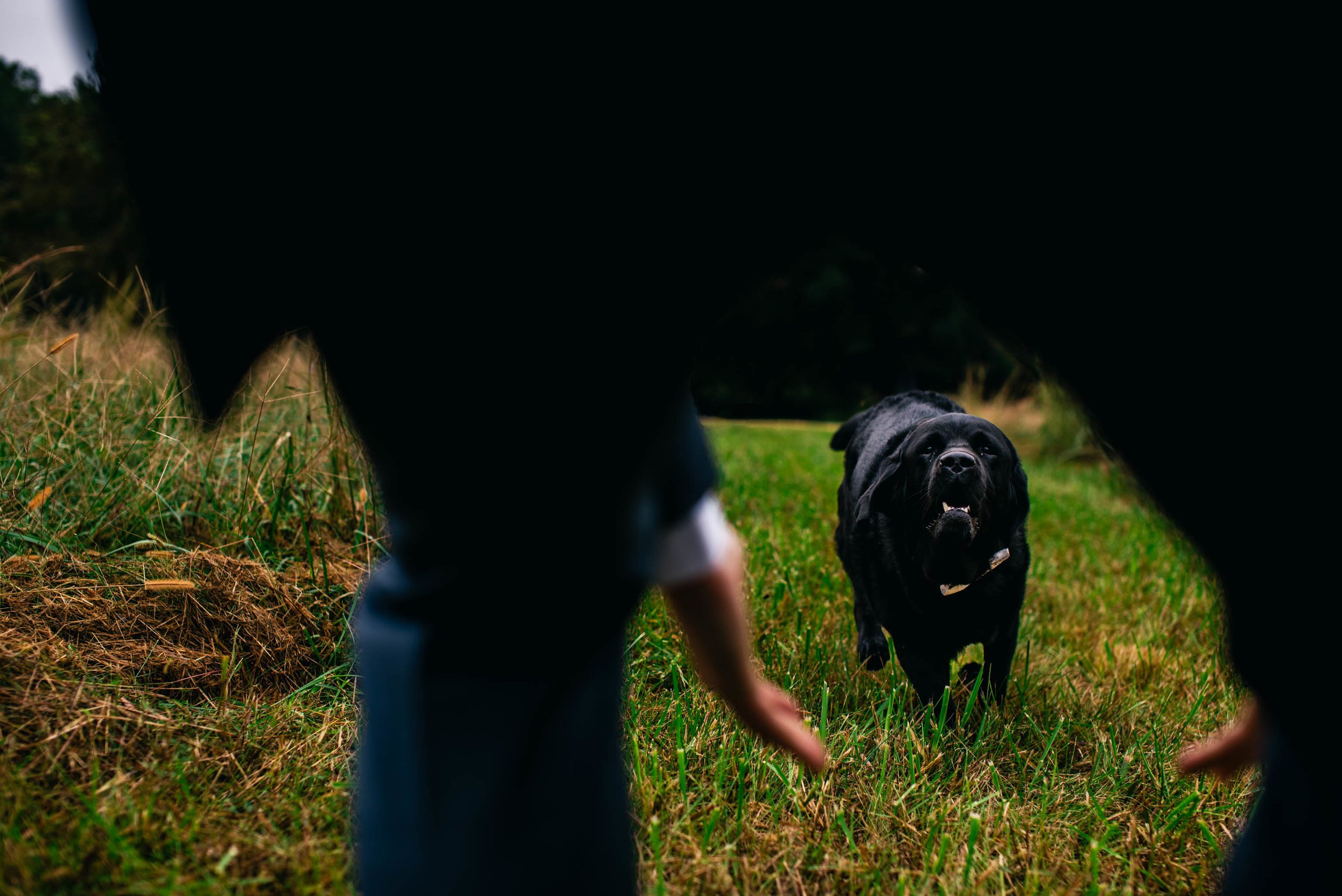 bride and grooms labrador retriever running to see the groom 