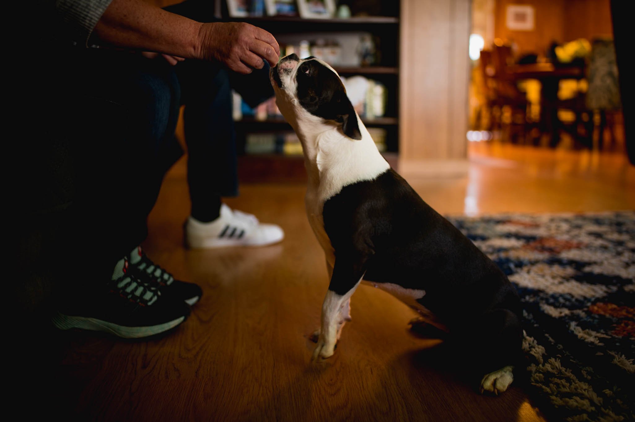 boston terrier grabbing a snack from someone's hand