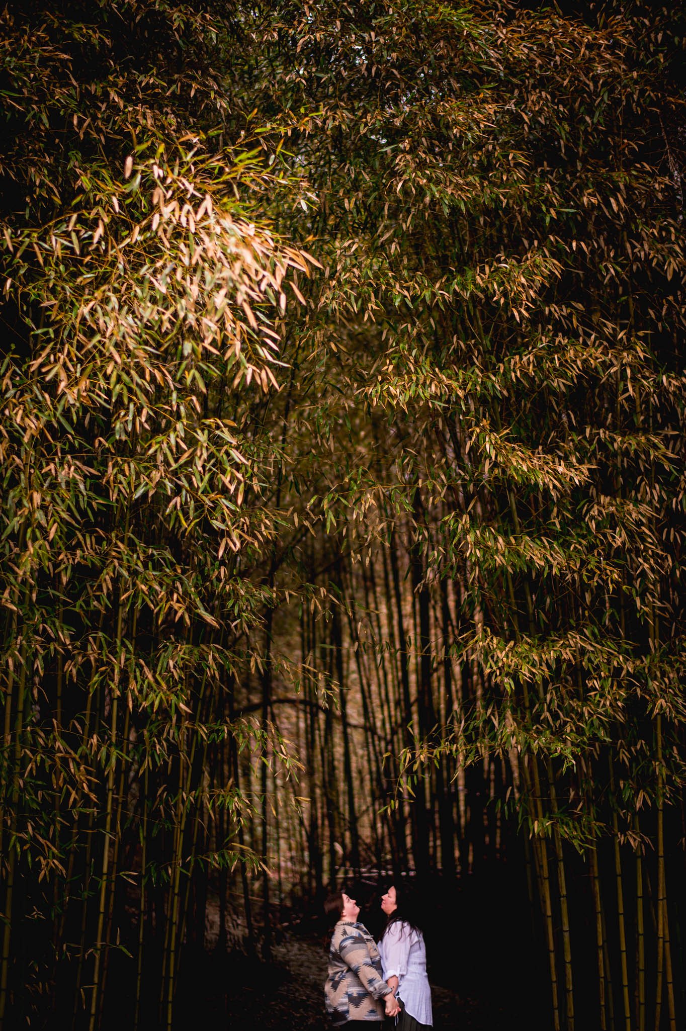 a couple stands beneath the massive stalks of bamboo at the Biltmore House