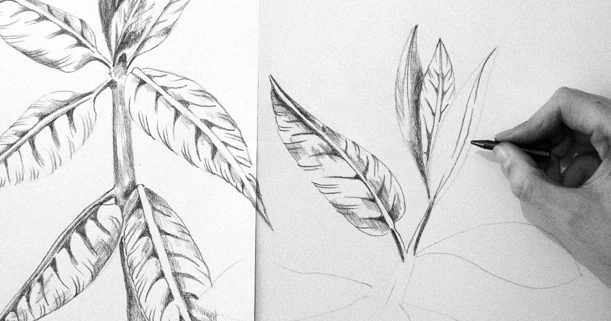 Deux dessins en noir et blanc de feuilles et de branches d'arbre, une réalisée à la main avec un crayon, l'autre à moitié esquissée.