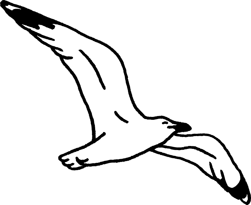 Dessin d'une mouette par Camille Tardif