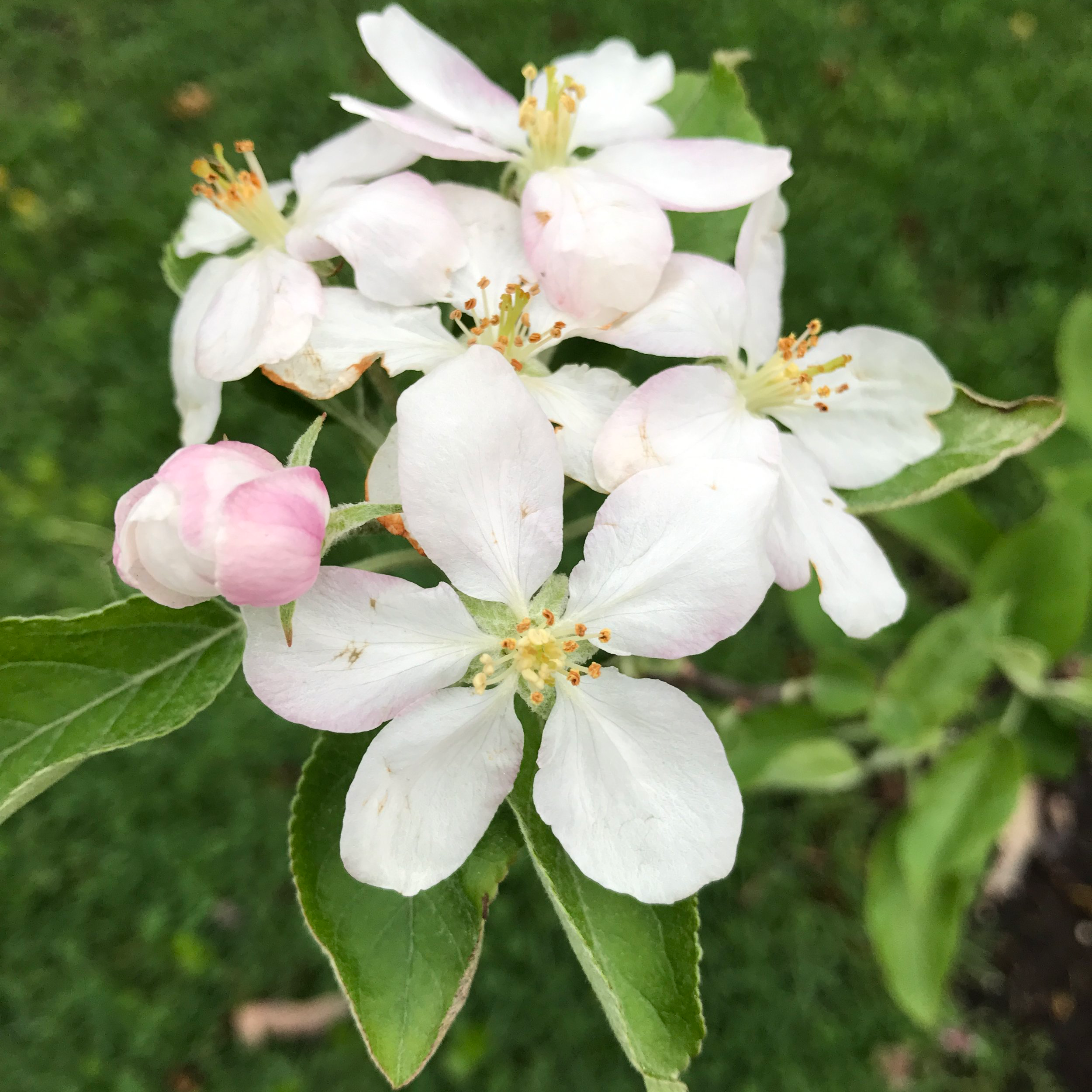 Apple blossoms with white petals with a hint of pink. The image was taken from an apple tree on the homestead in the spring.
