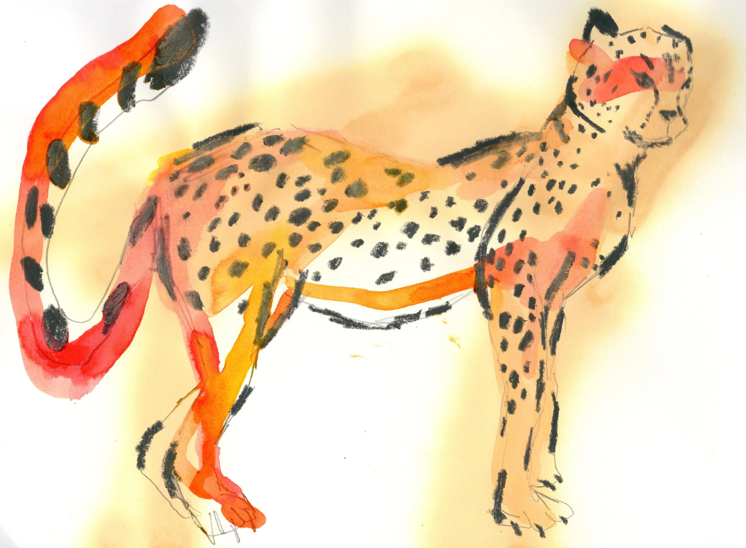 cheetah with spray paint 2.jpg