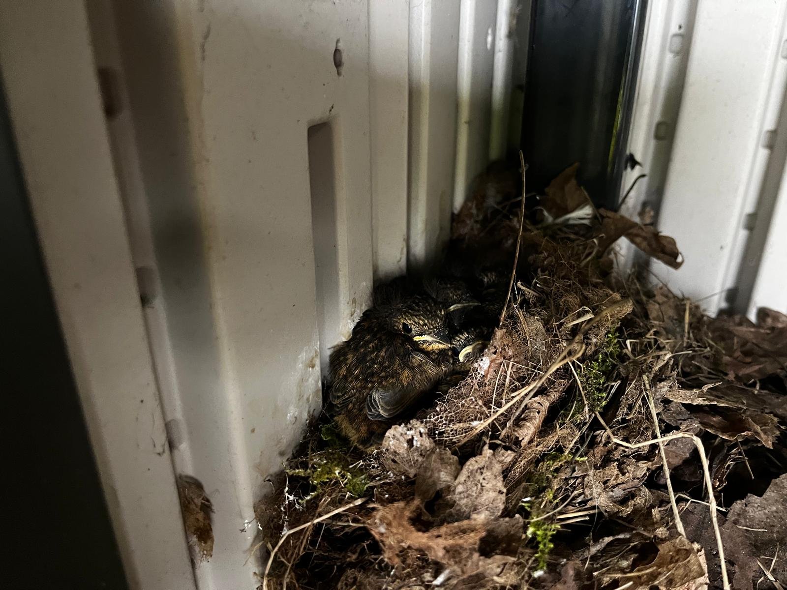 WhatsApp Image 2026-04-17 at 10.40.12 (4).jpeg