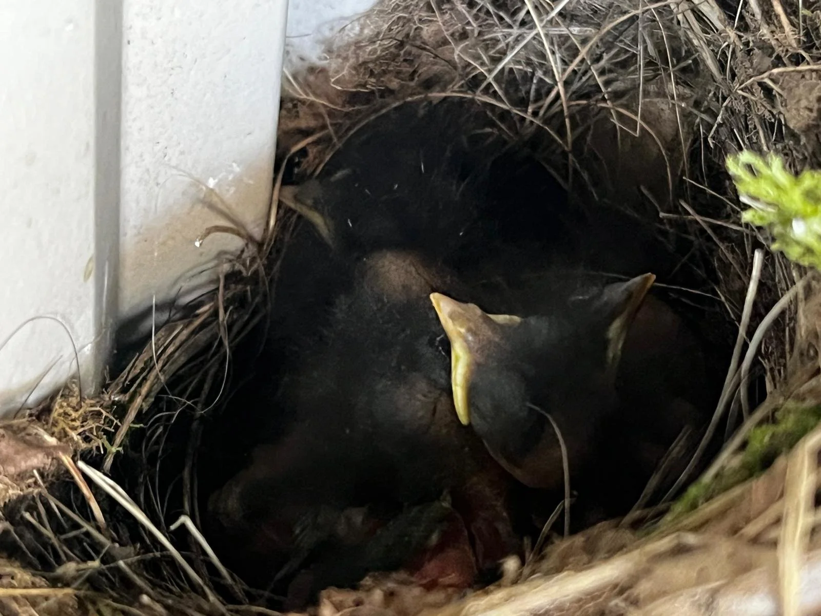 WhatsApp Image 2026-04-17 at 10.40.12.jpeg