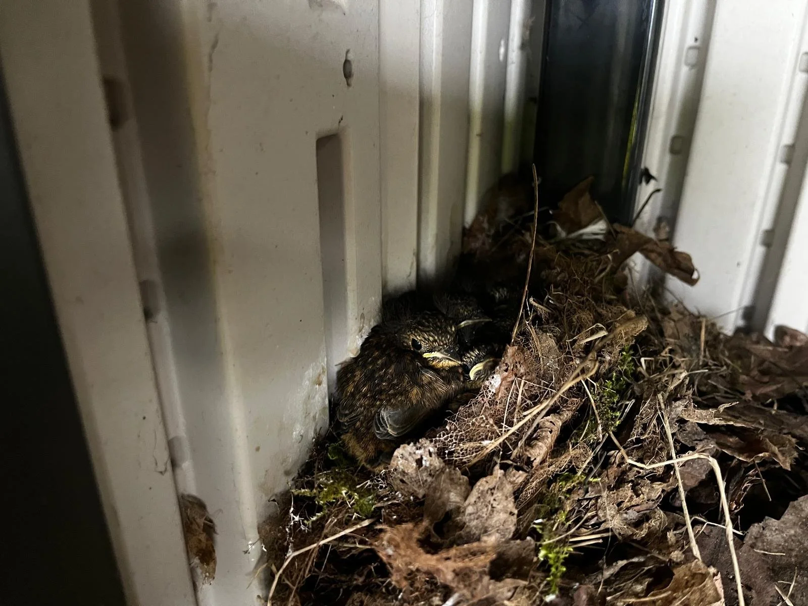 WhatsApp Image 2026-04-17 at 10.40.12 (2).jpeg