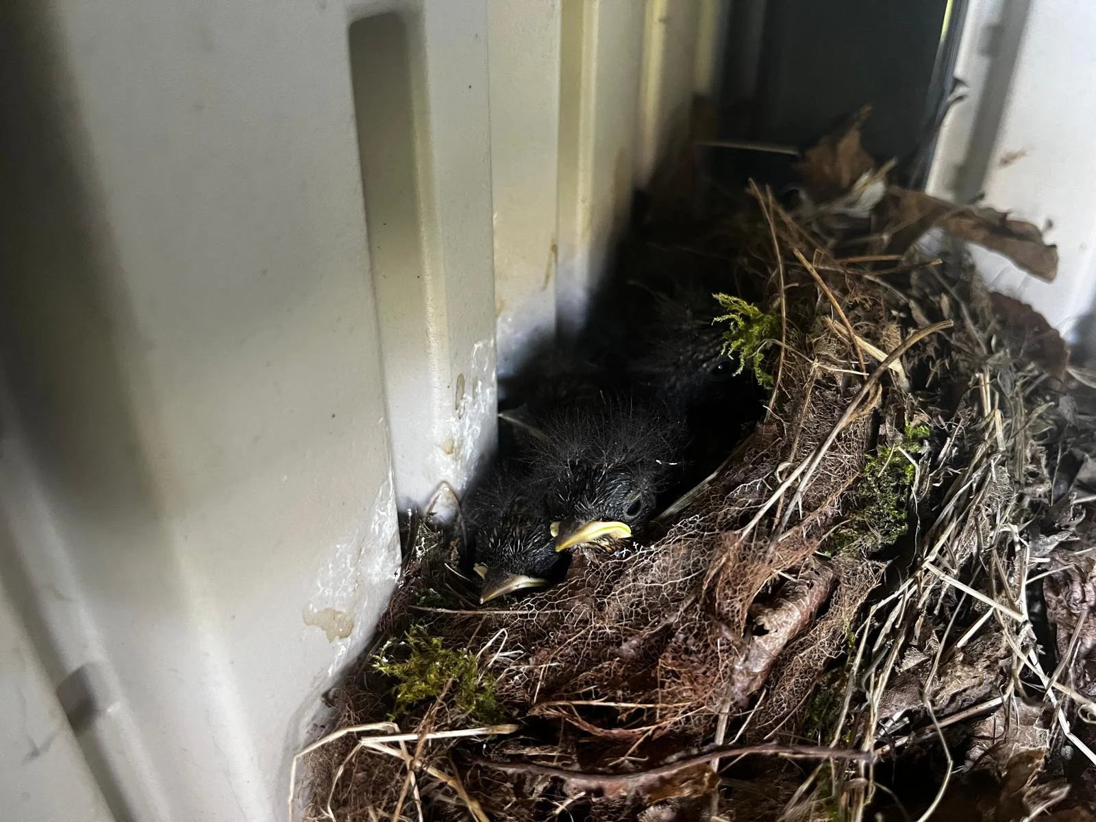 WhatsApp Image 2026-04-17 at 10.40.12 (1).jpeg