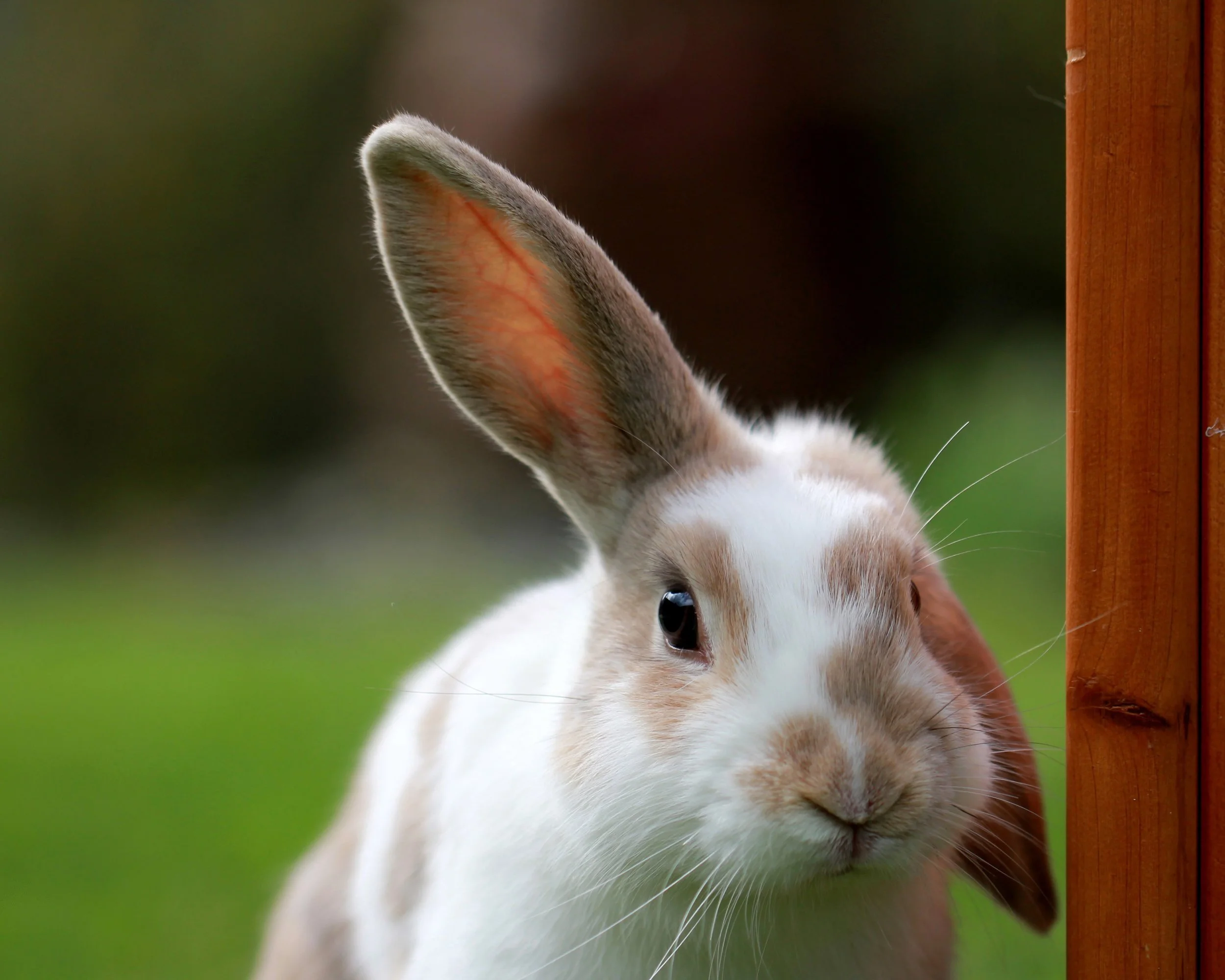 Bunnies Prefer the “No Makeup” Look