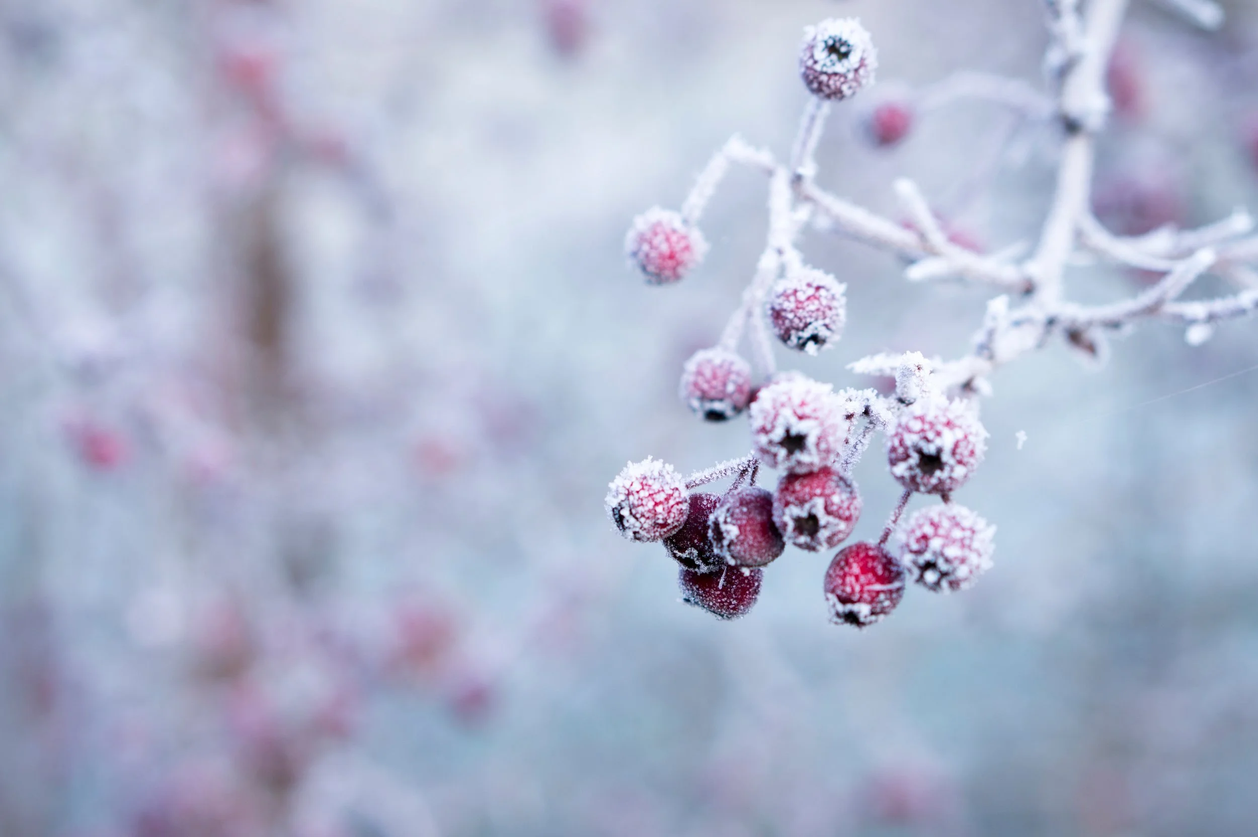 We Love Us Some Winter. 