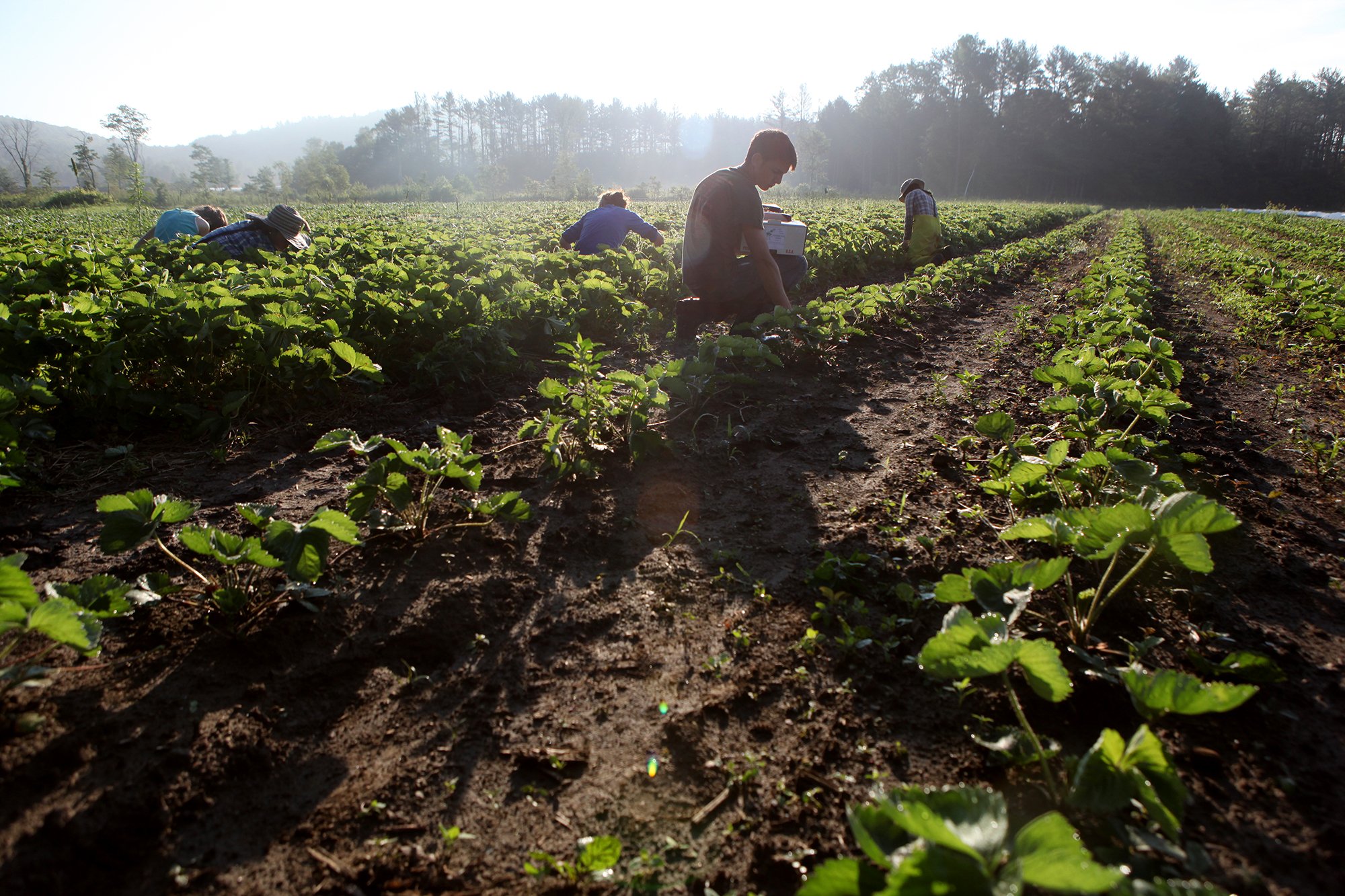  Harvesting strawberries early in the morning, Post Mills, Vermont. 