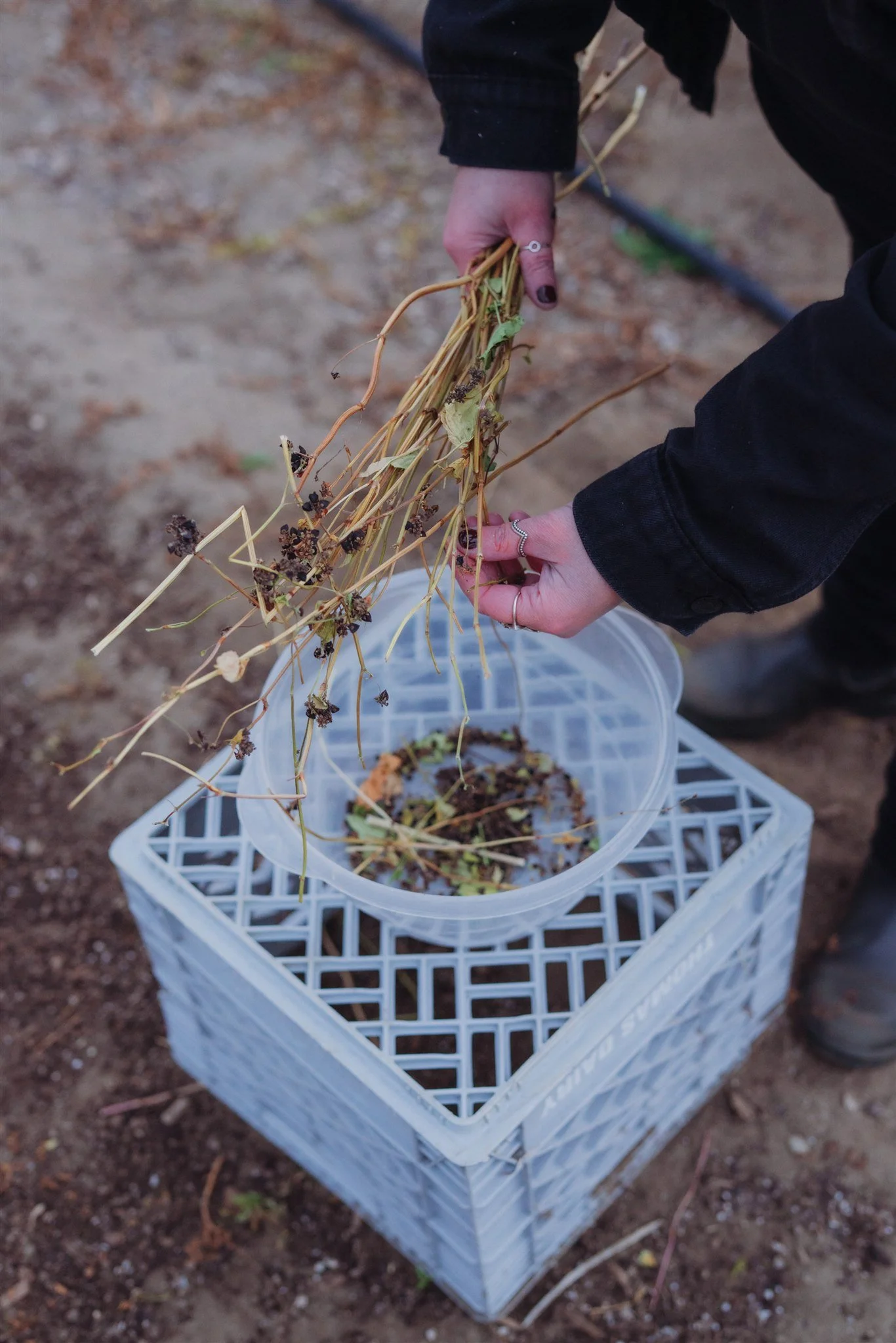 Alexis-Buckwheat 2-Macaulay.jpg