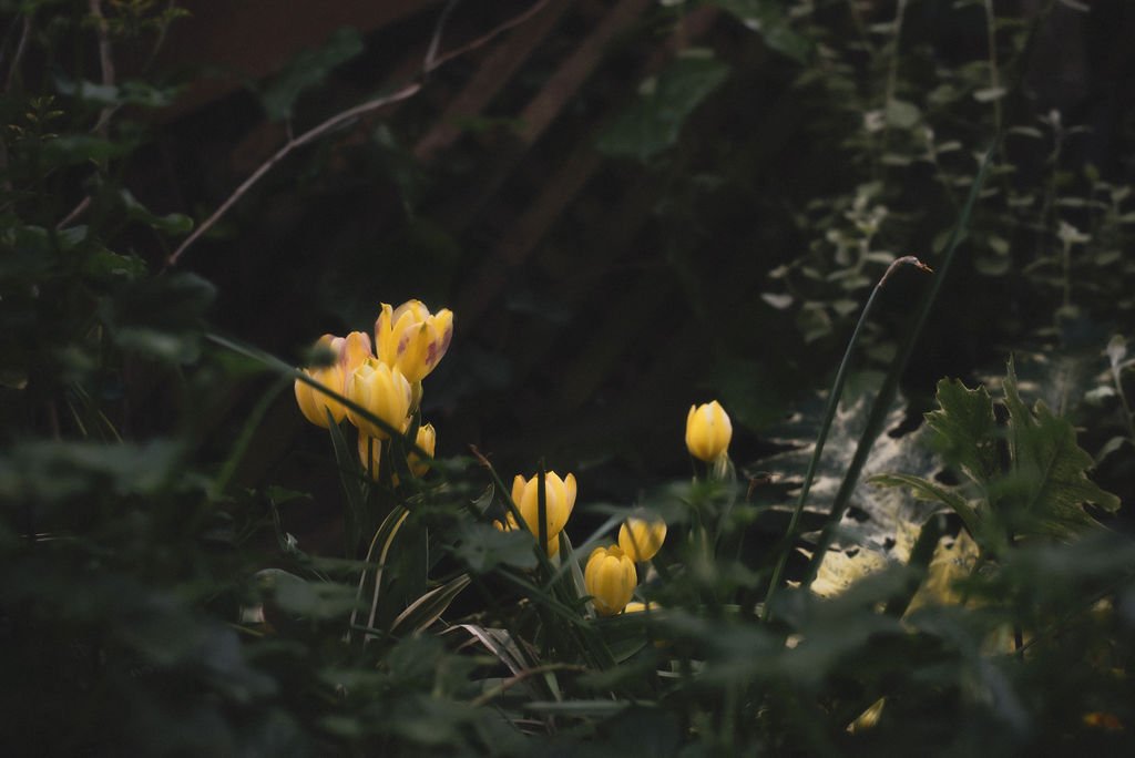 Yellow spring crocuses blooming through dark winter foliage, symbolizing Ostara's themes of rebirth, renewal, and new beginnings on the Spring Equinox