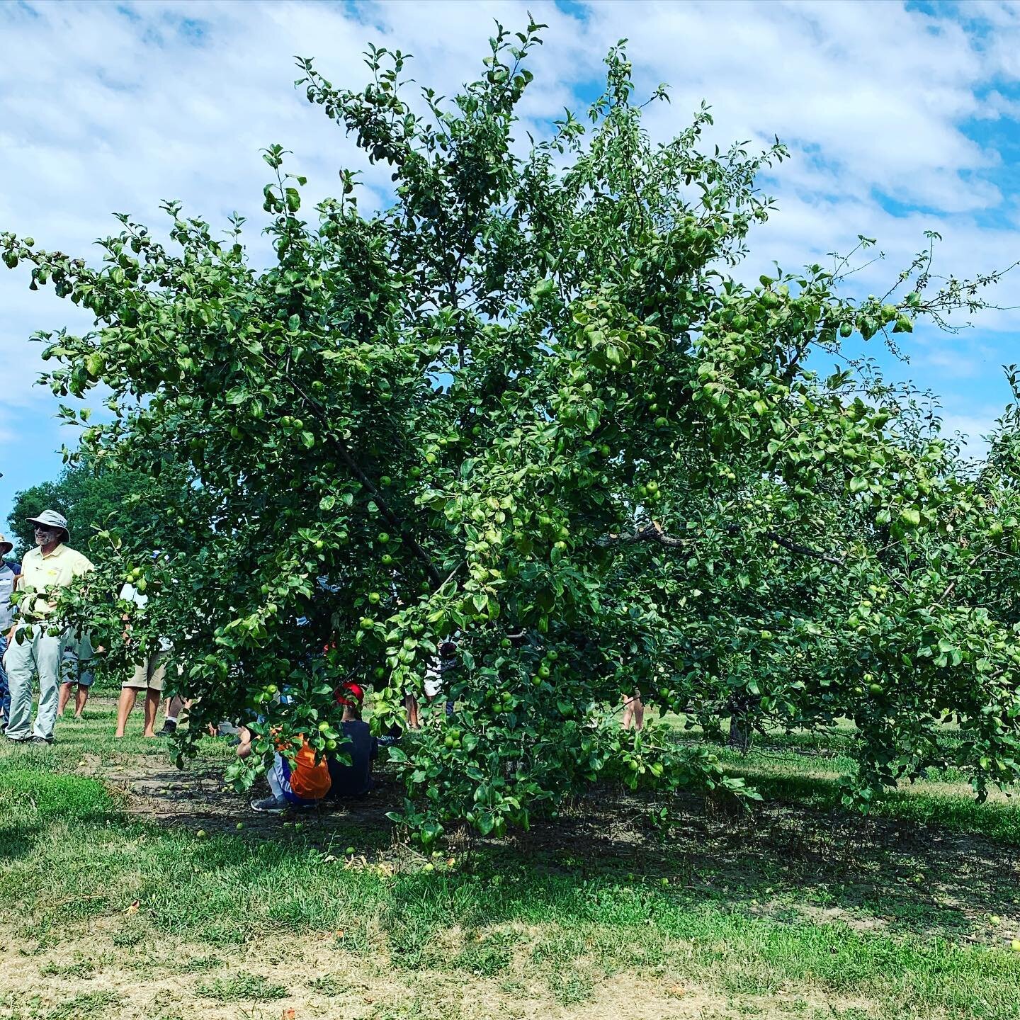Just another apple tree? NO! This is the world&rsquo;s oldest honeycrisp tree. Seen during the 2022 summer tour presented by Minnesota Apple Growers Association. We will share more about this fun day soon!