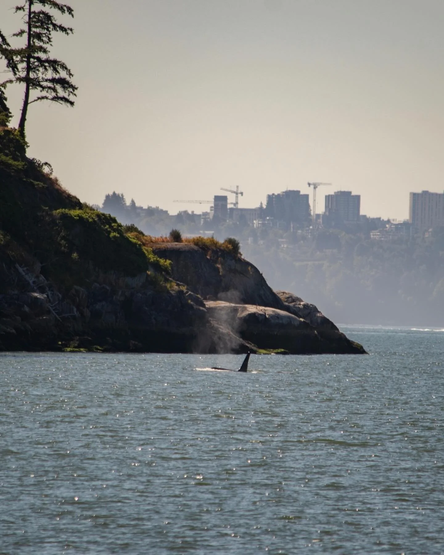 This World Wildlife Day, we&rsquo;re celebrating the animals and plants that make our region so incredible. 🦭🌿

From great blue herons to southern resident killer whales, our city and province&rsquo;s coastlines are home to some of the richest biod