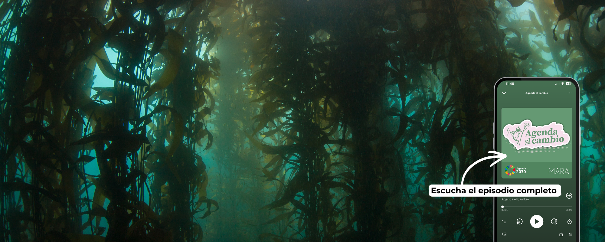 Bosques submarinos: los pulmones azules que sostienen la vida y el clima