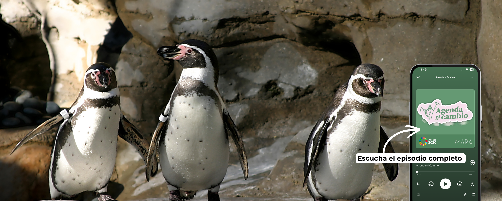 Biodiversidad en juego: del Pingüino de Humboldt a los dilemas éticos de la conservación