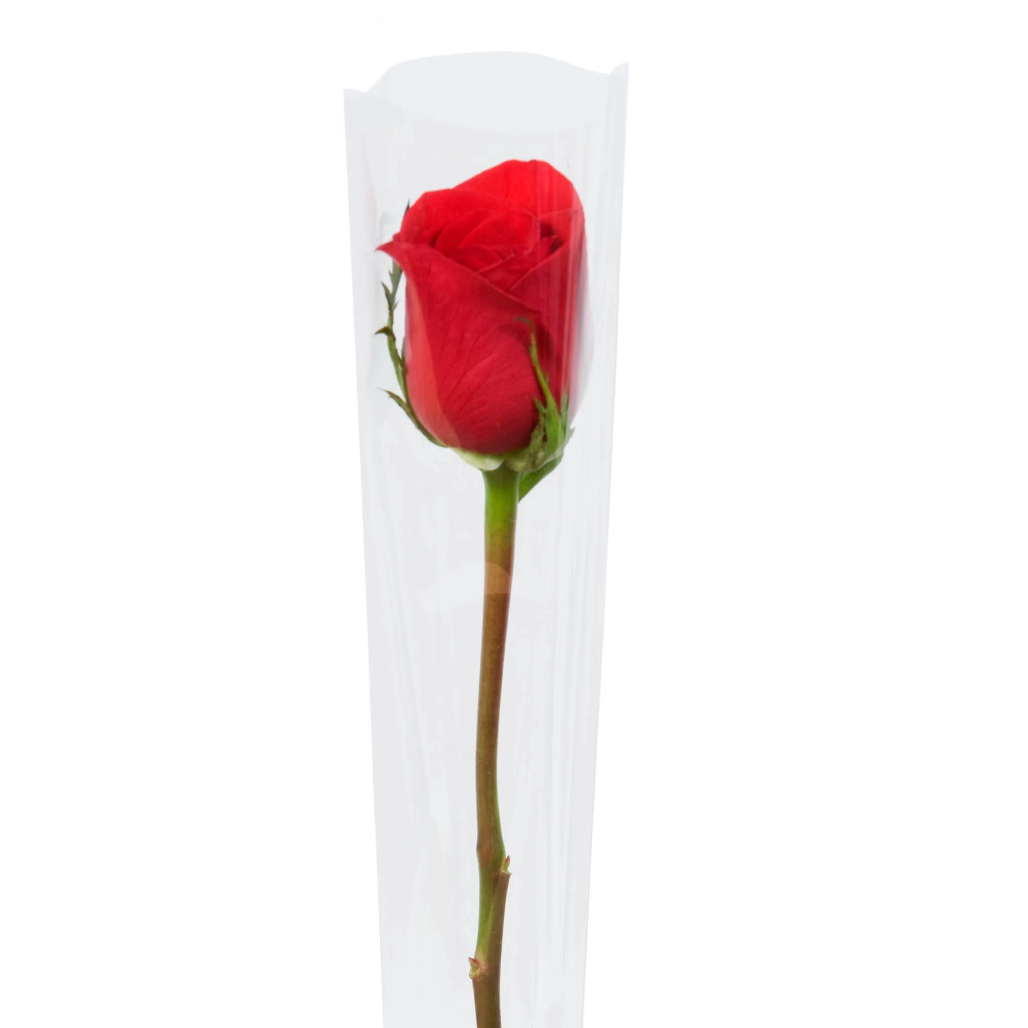 Single Rose