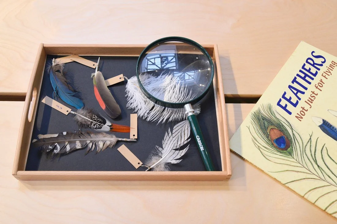 Creating the Montessori Method: Dr. Maria Montessori