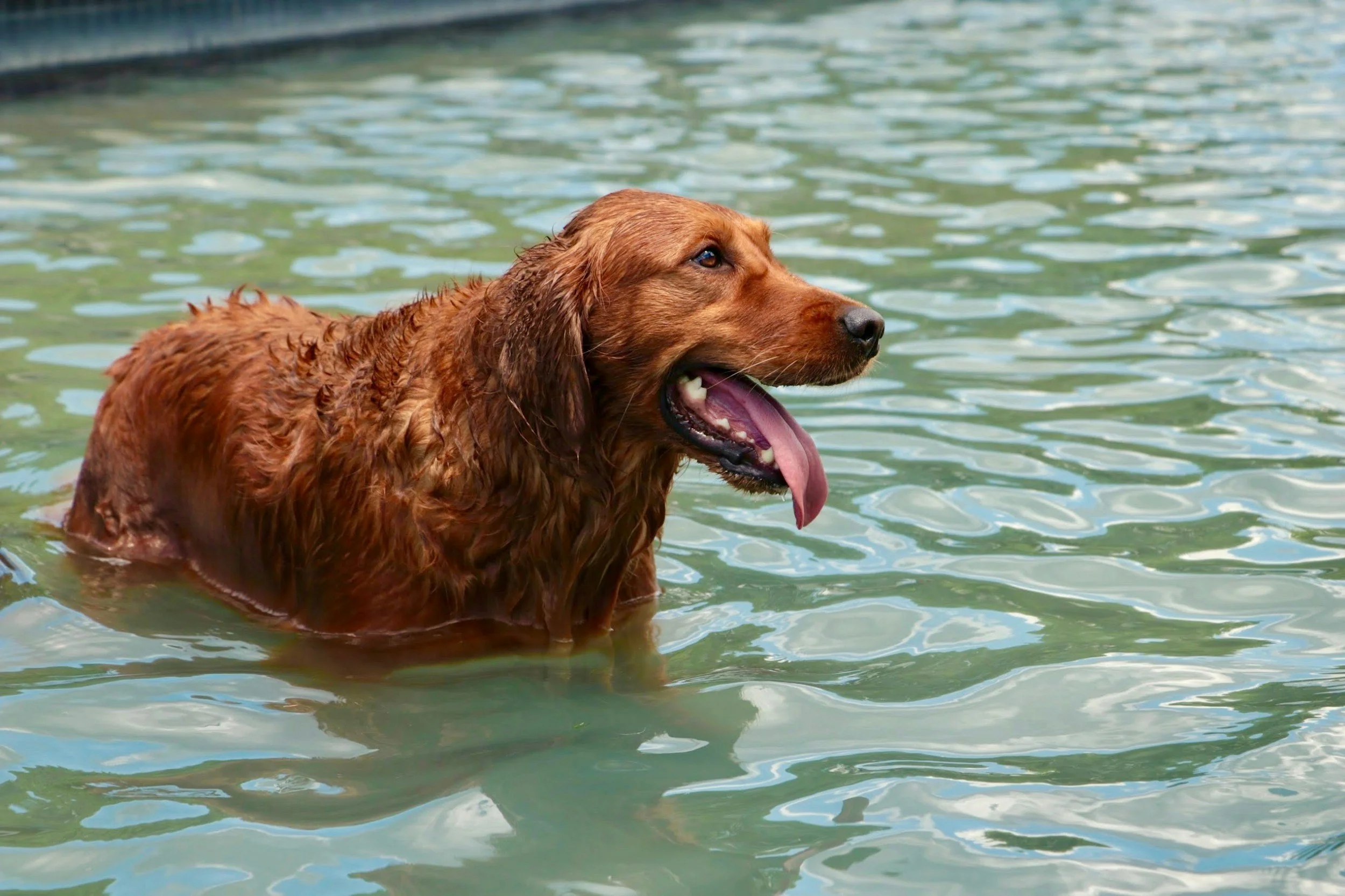 Water Toxicity vs. Dehydration: How to Keep Your Dog Safe During a Heat Wave