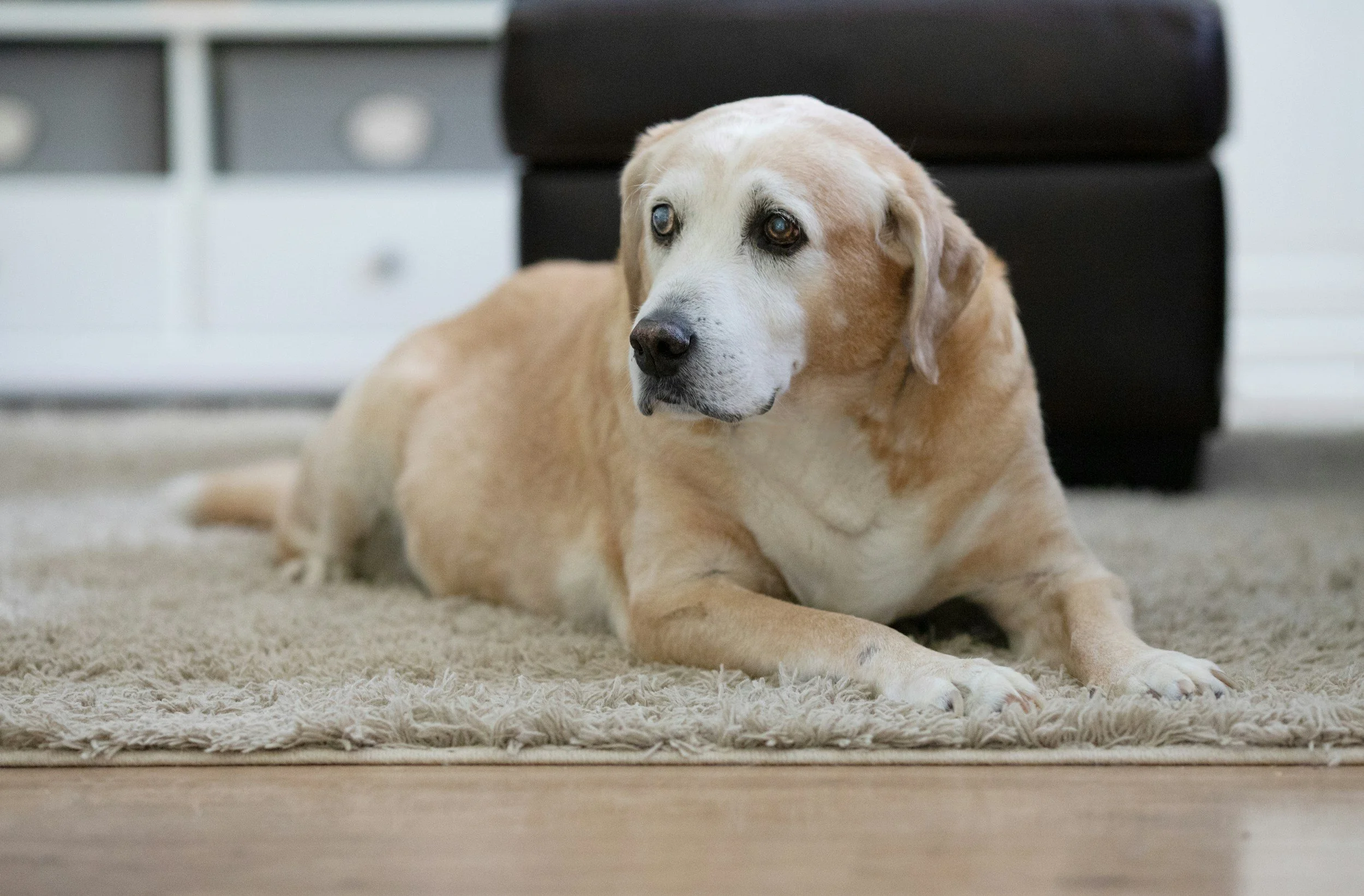 senior dog in home