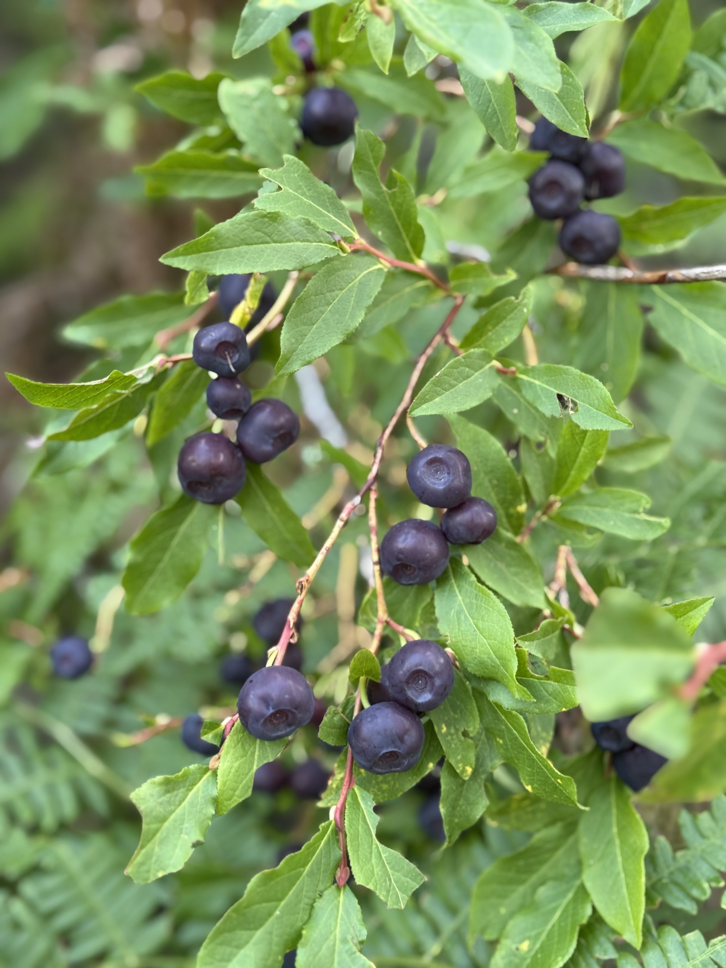 Living off the land.