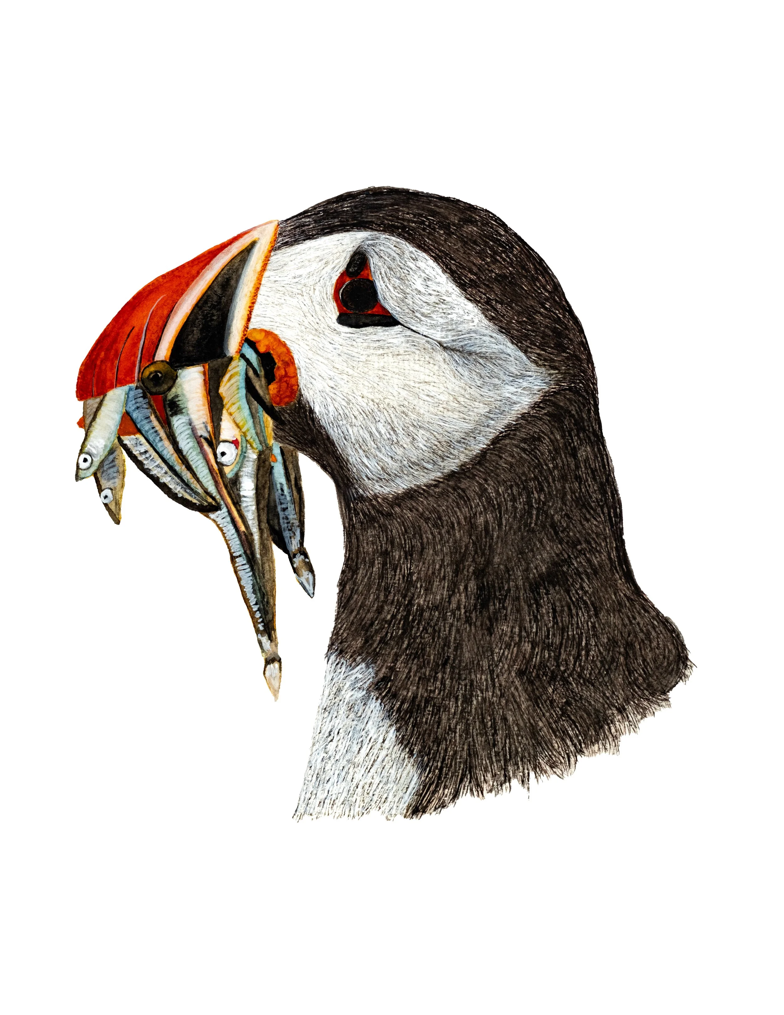 Puffin, Watercolor on Paper, 9"x12"