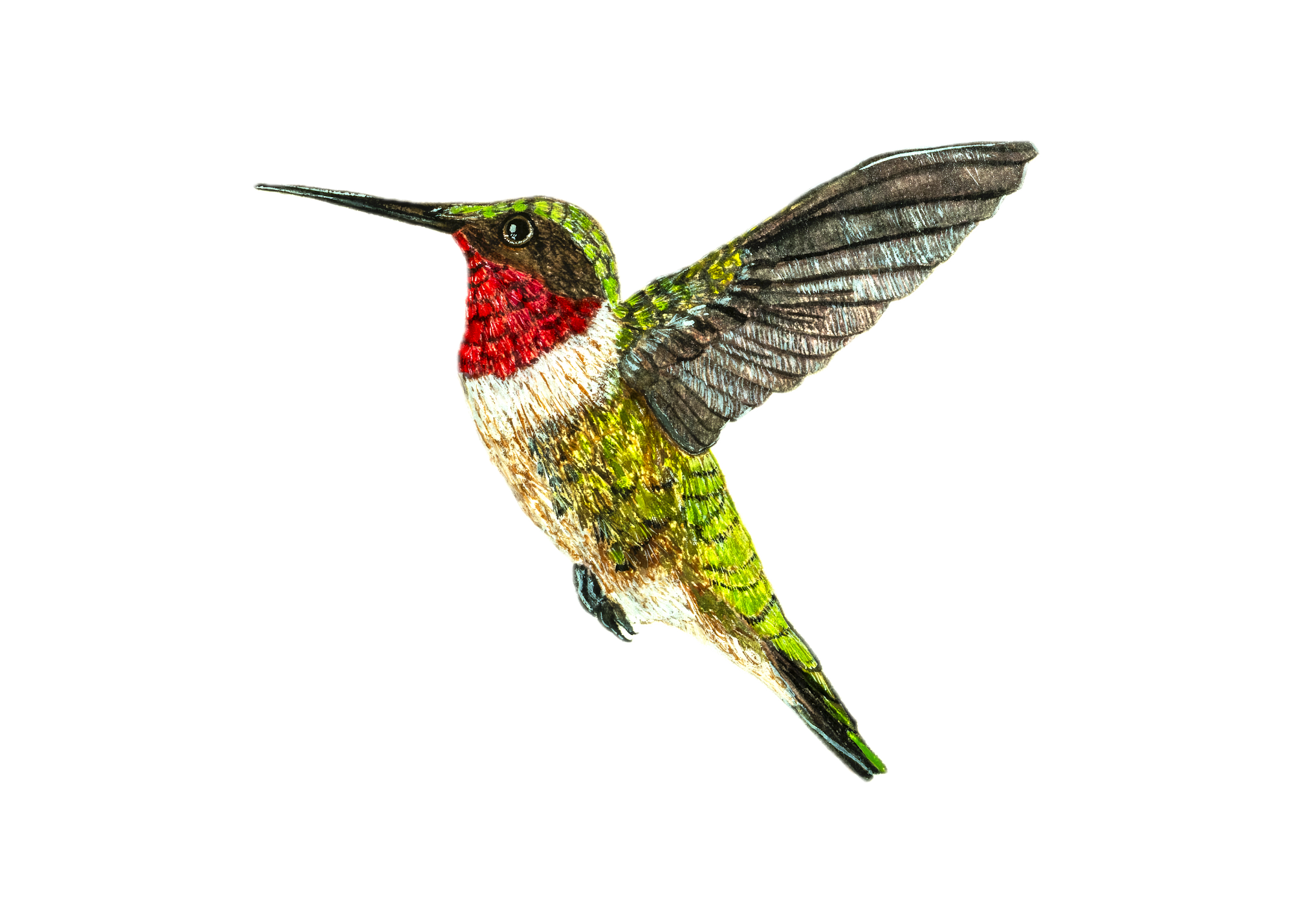 Ruby-Throated Hummingbird, Watercolor on Paper, 7"x5"