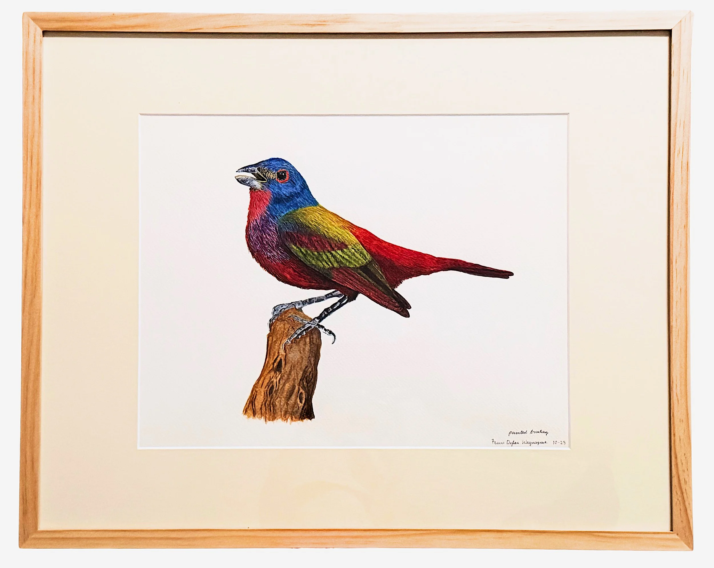 Original Watercolor Painting  |  Painted Bunting (Passerina ciris)