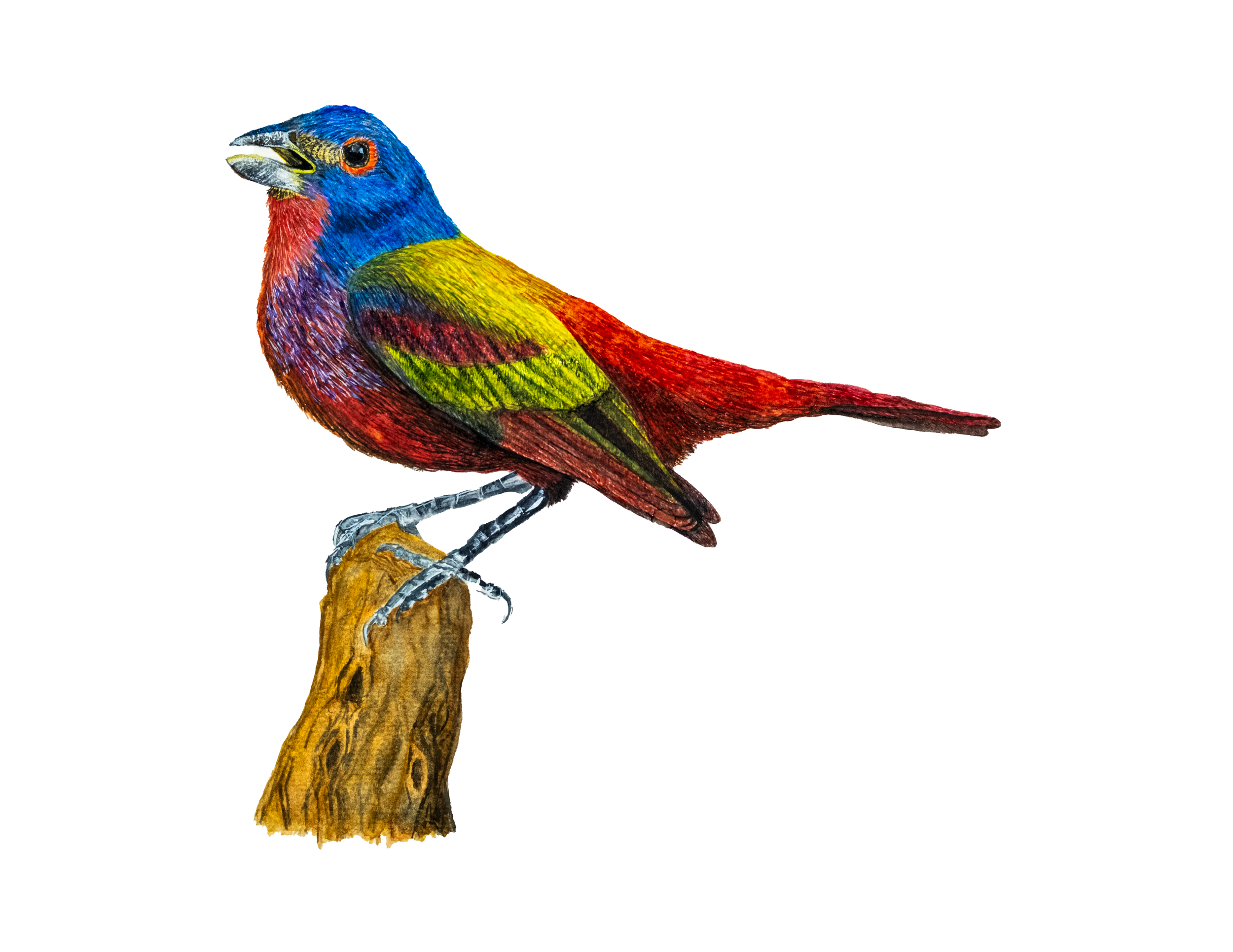 paintedbunting.png