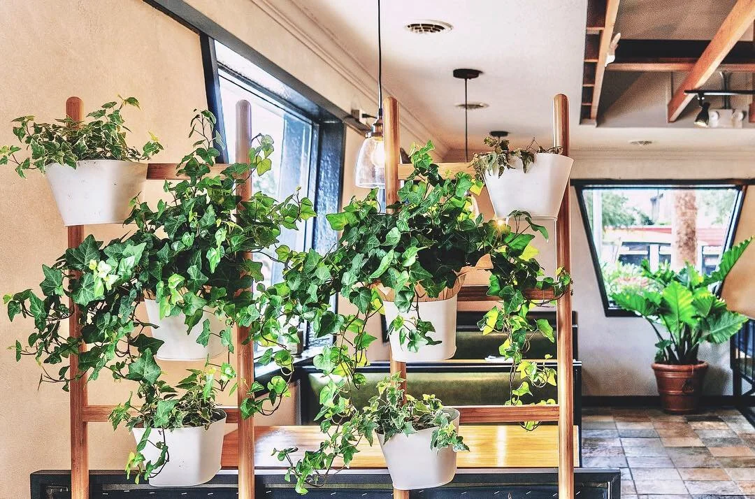 Modern restaurant  interior design green plants 