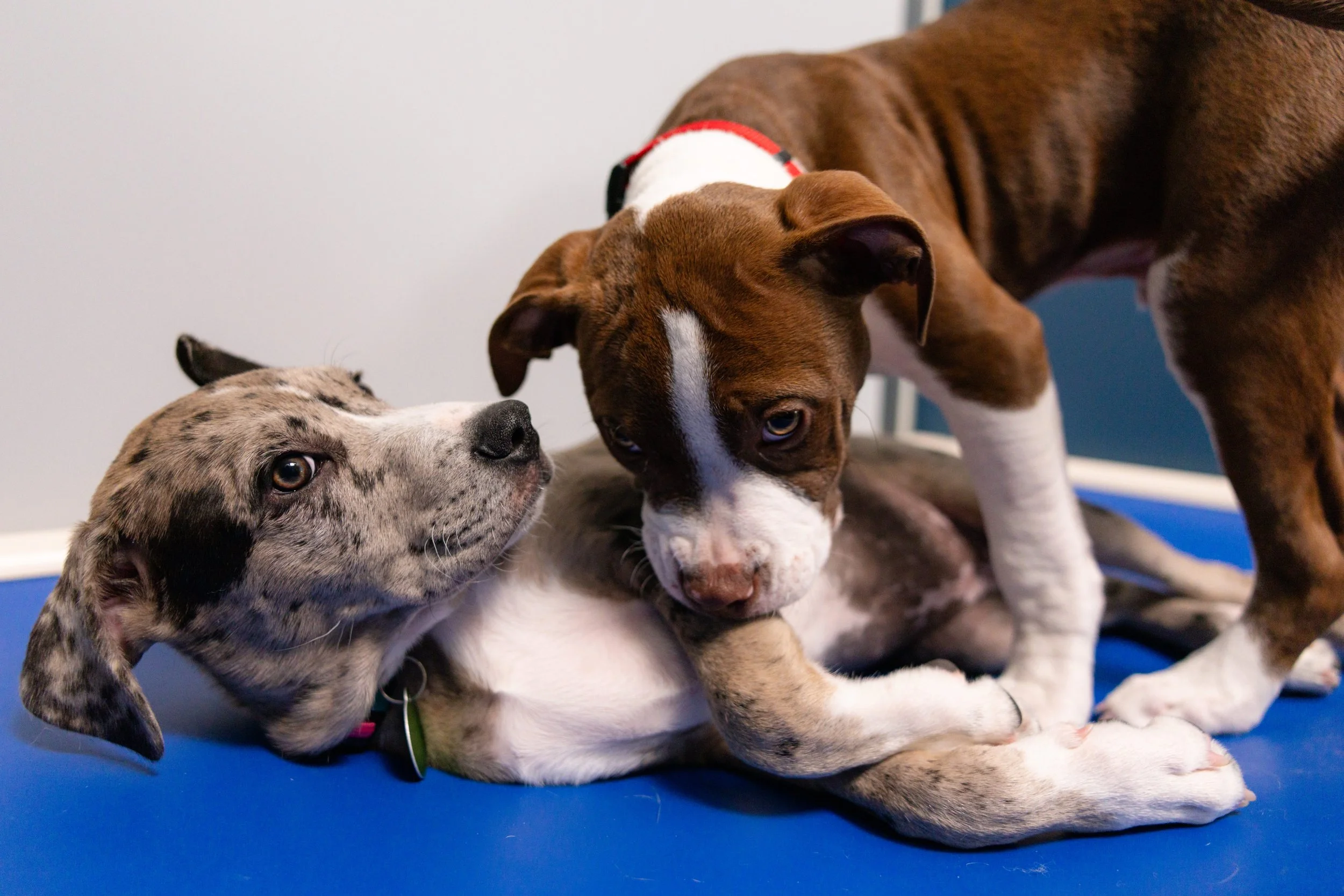 EM_PETFINDER_TAMPA-127.jpg