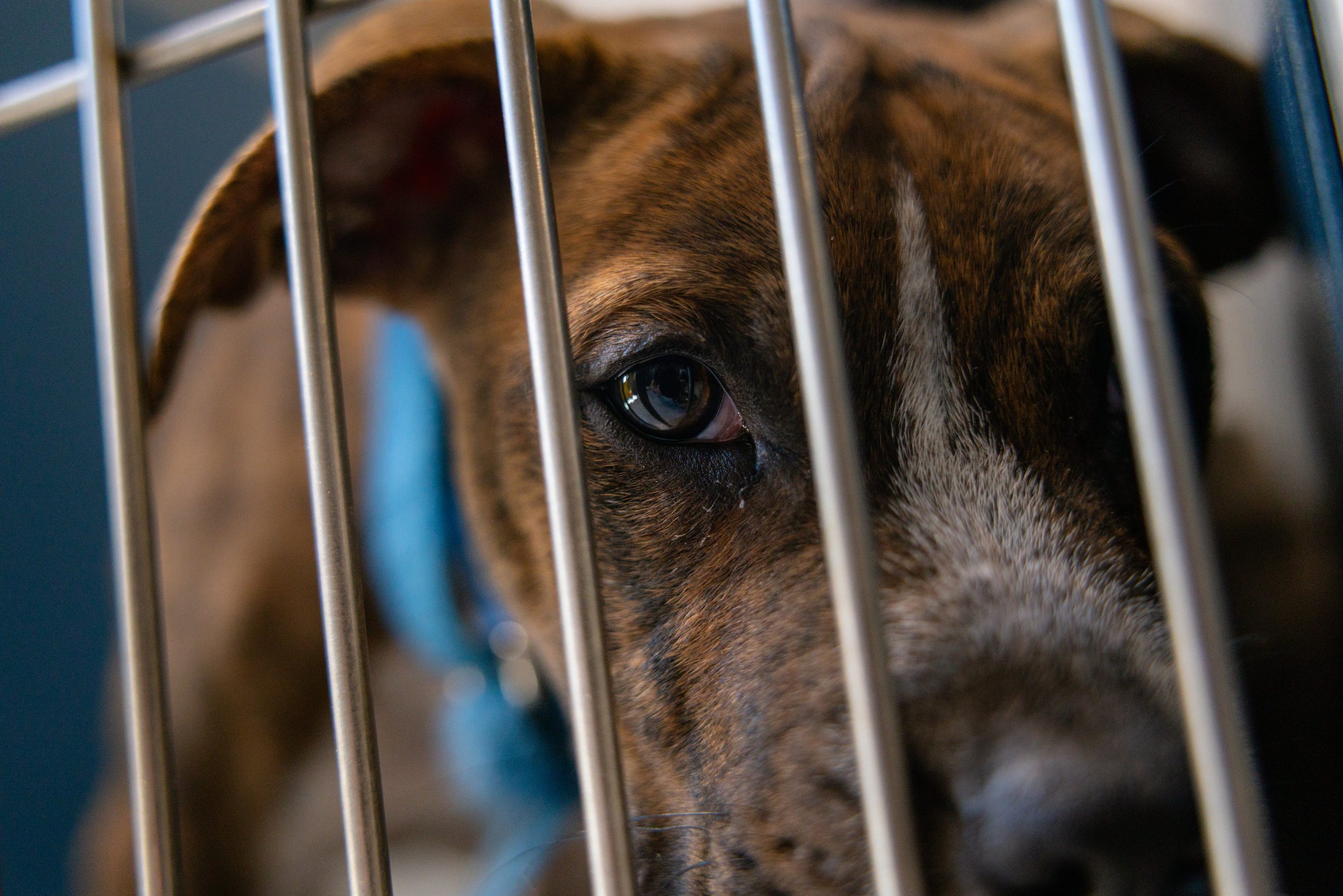 EM_PETFINDER_TAMPA-138.jpg
