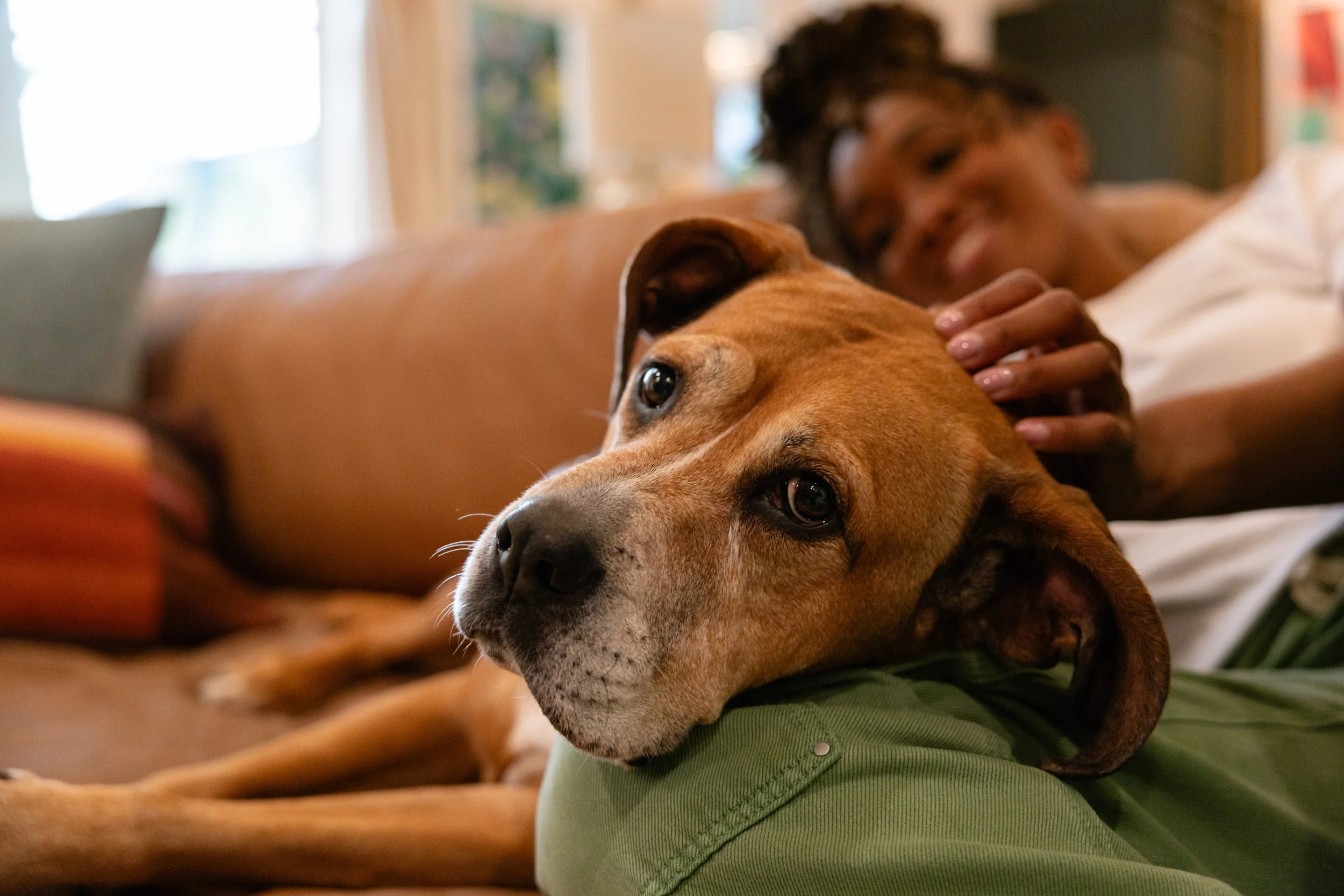 EM_PETFINDER_TAMPA-153.jpg