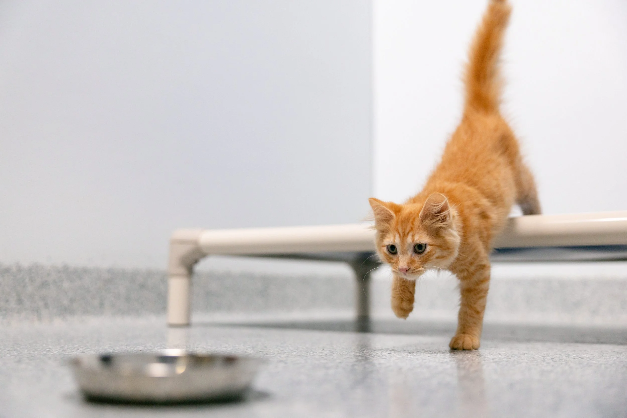 EM_PETFINDER_TAMPA-42.jpg