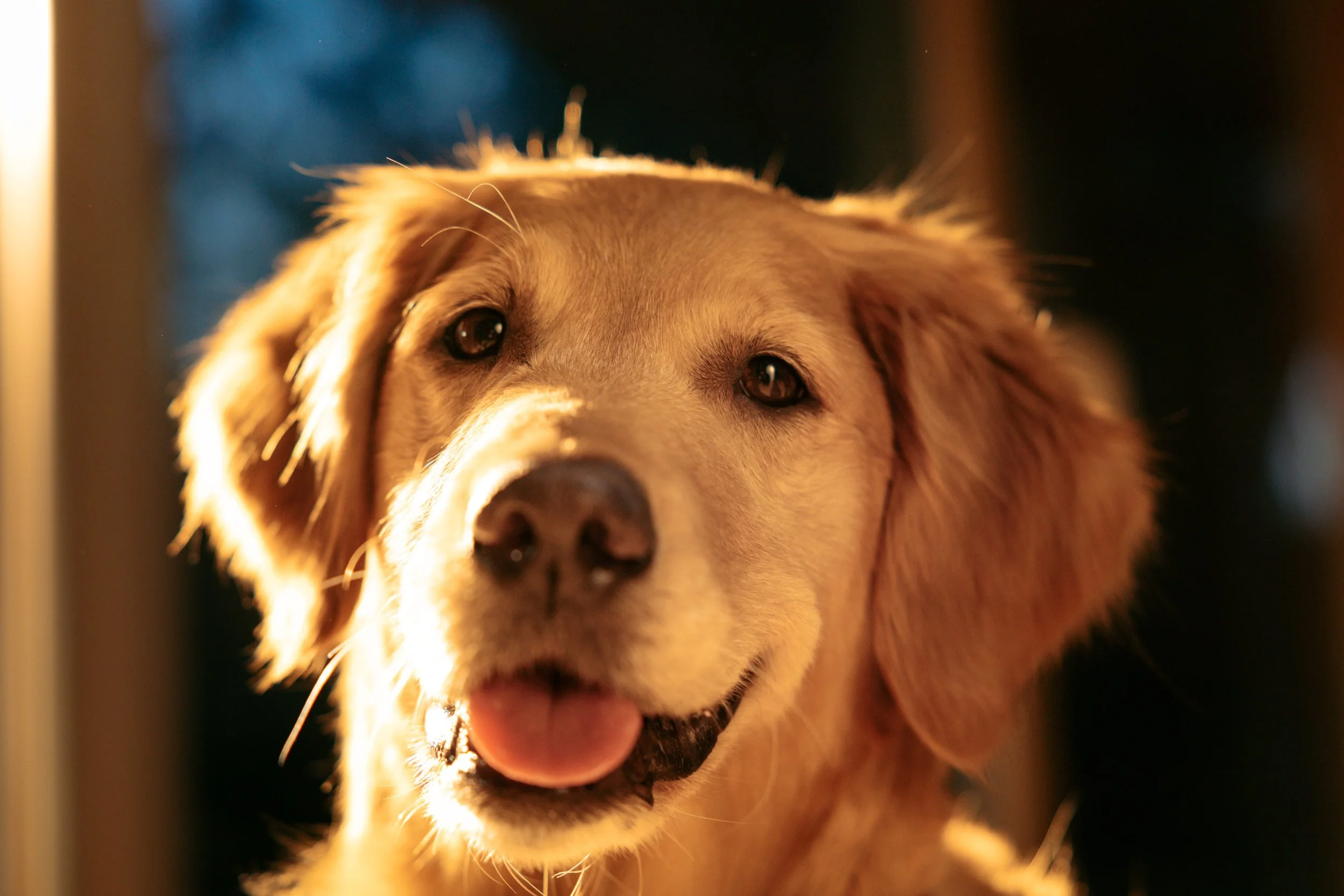 EM_PURINA_VANCOUVER-71 (1).jpg
