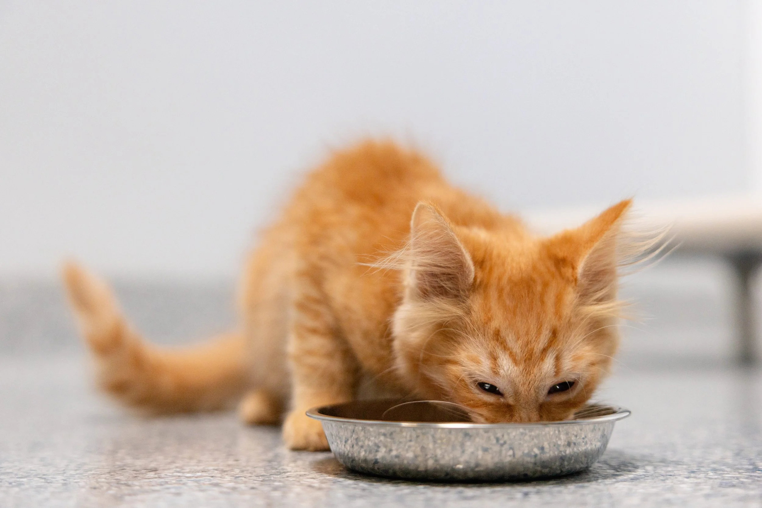 EM_PETFINDER_TAMPA-45.jpg