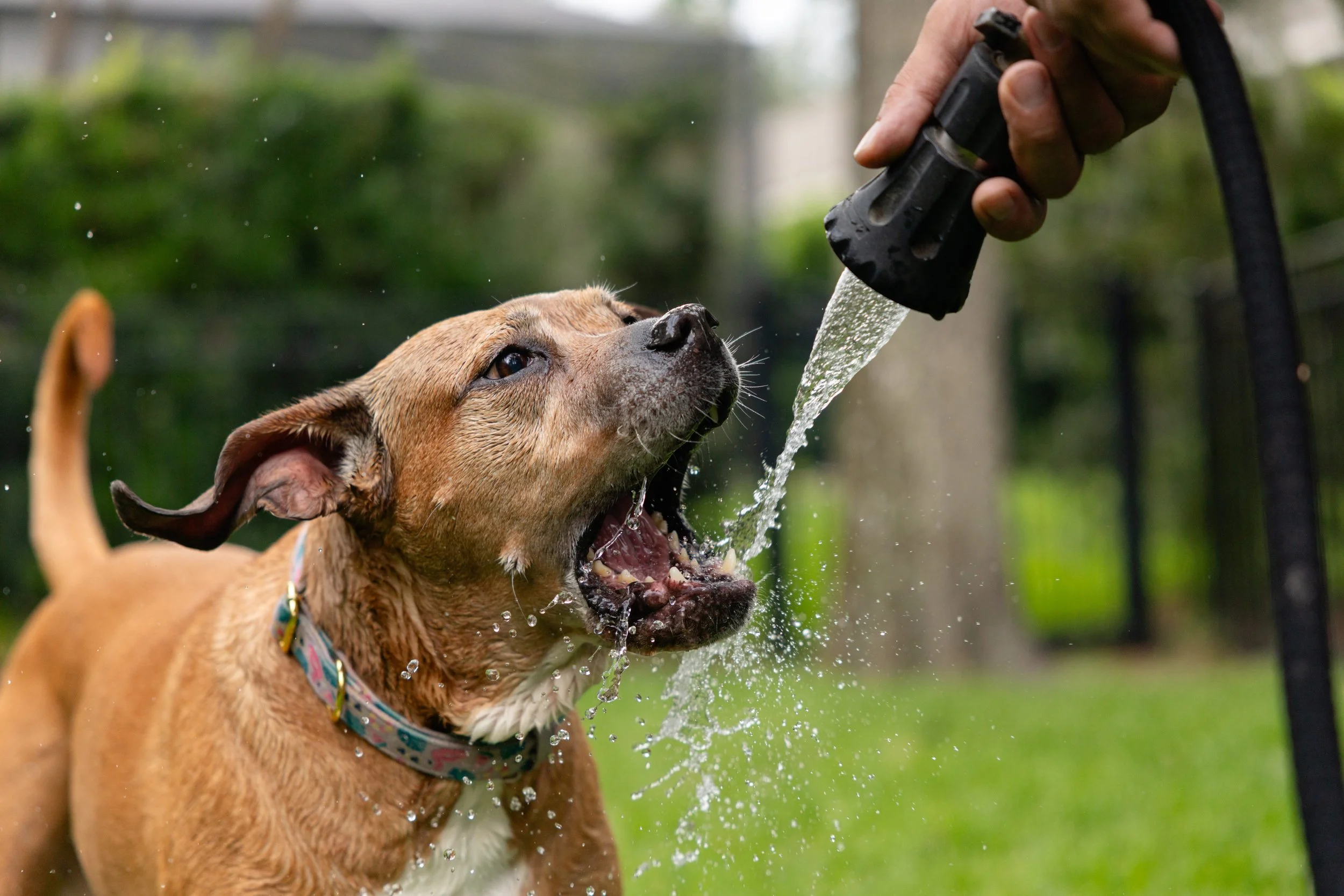 EM_PETFINDER_TAMPA-227.jpg