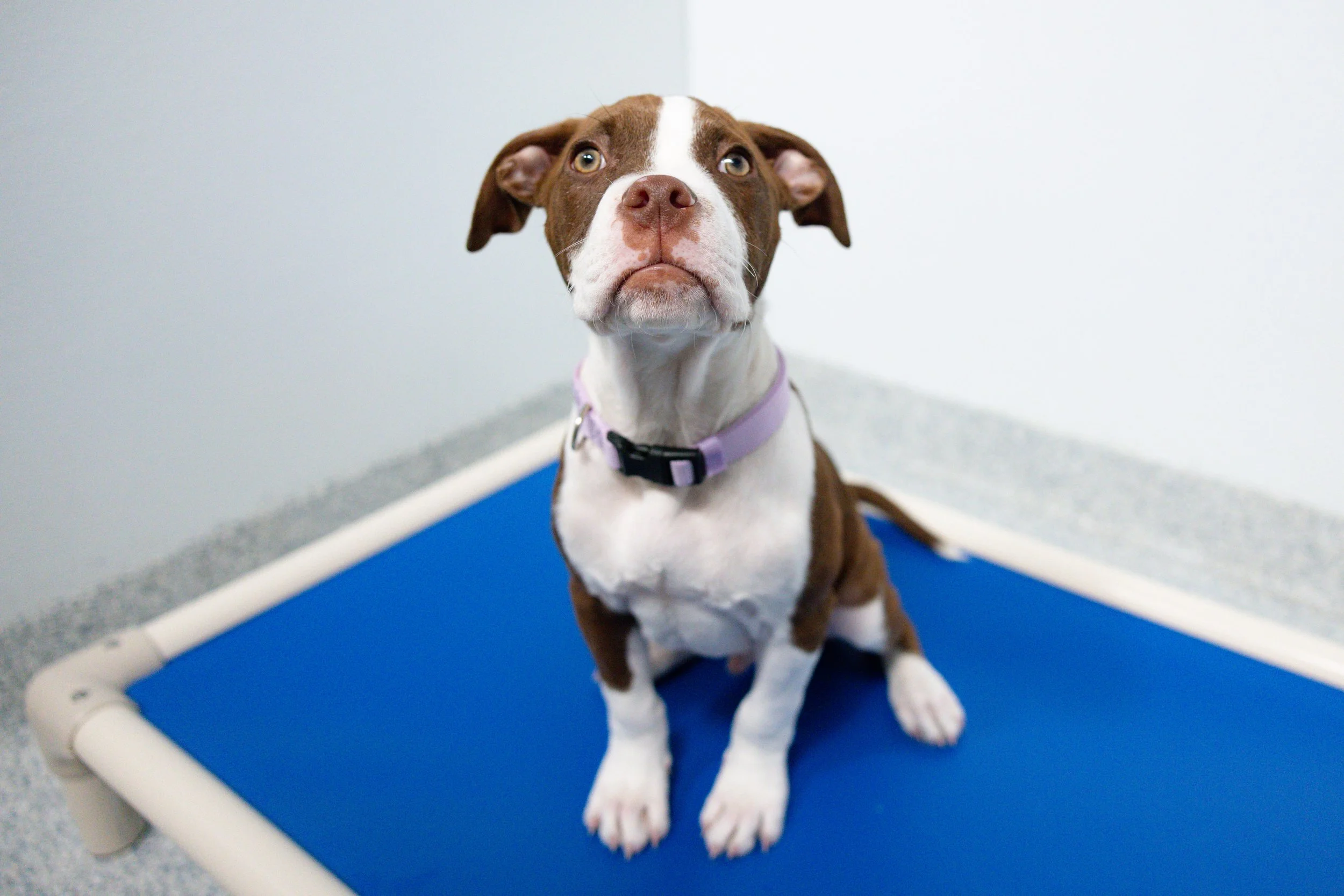 EM_PETFINDER_TAMPA-13.jpg