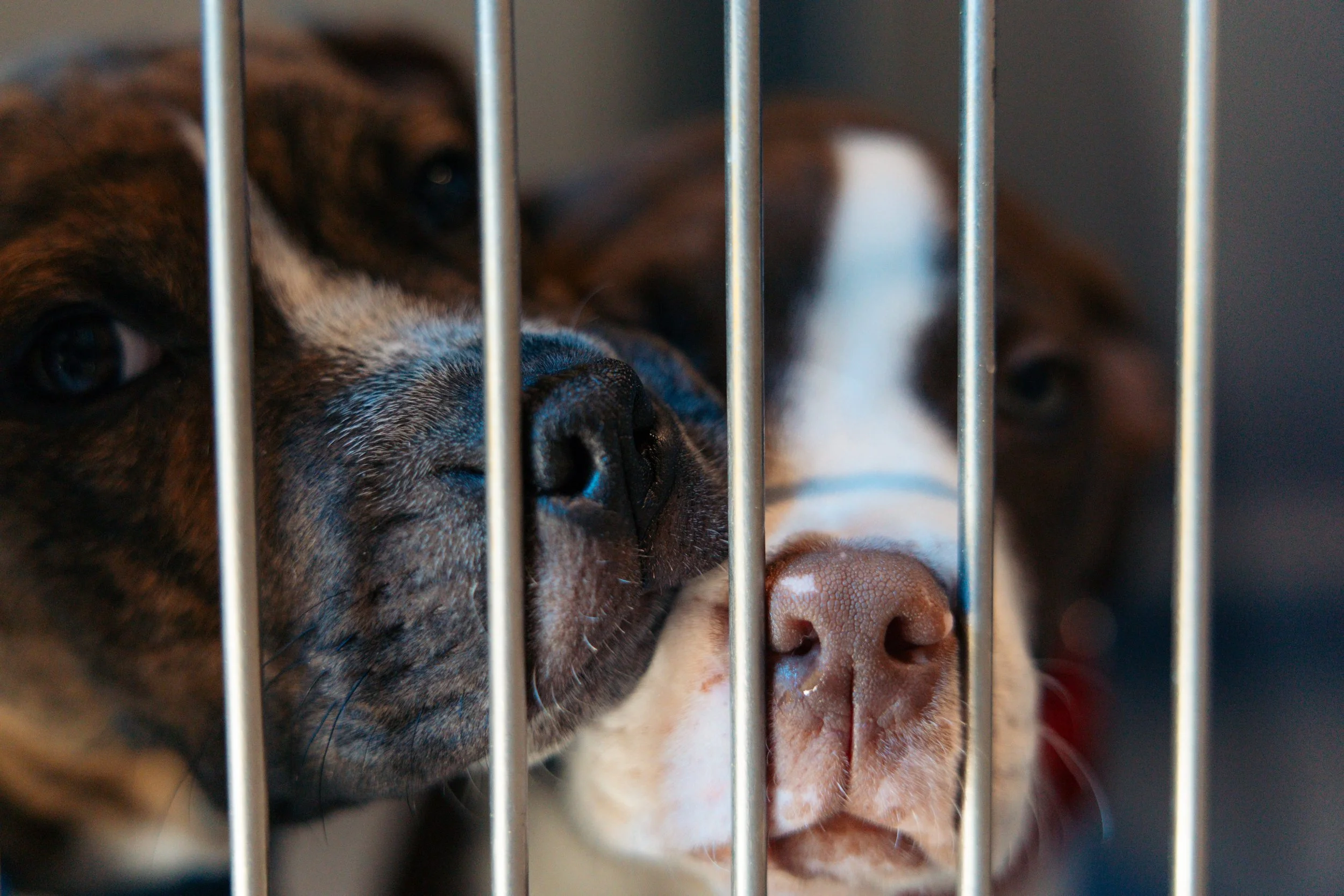 EM_PETFINDER_TAMPA-117.jpg