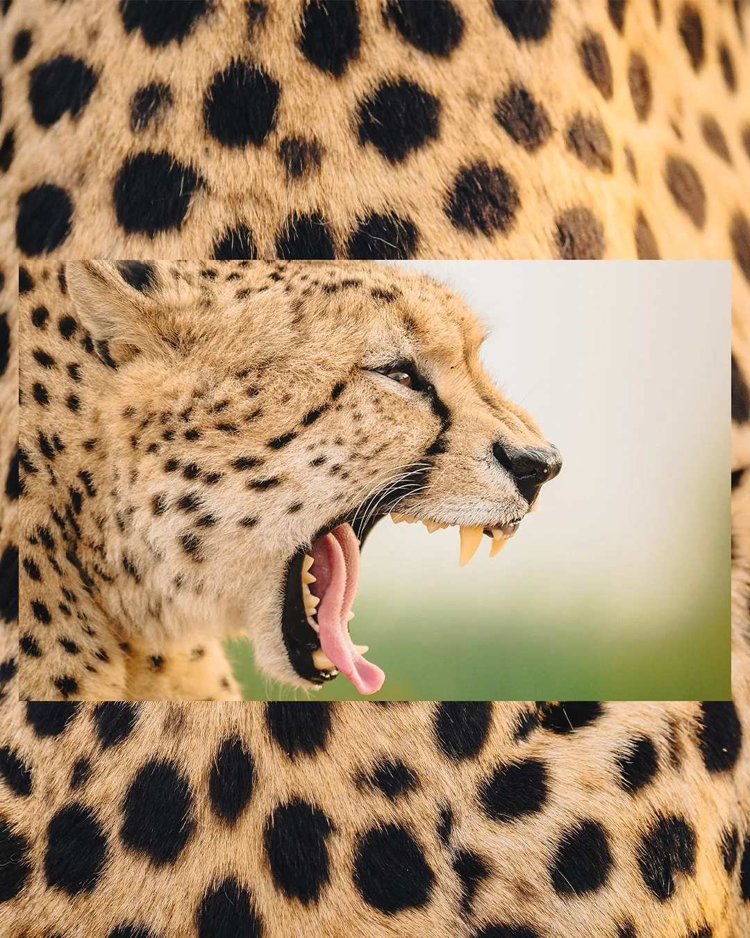 Artboard 2 copy 8.jpg