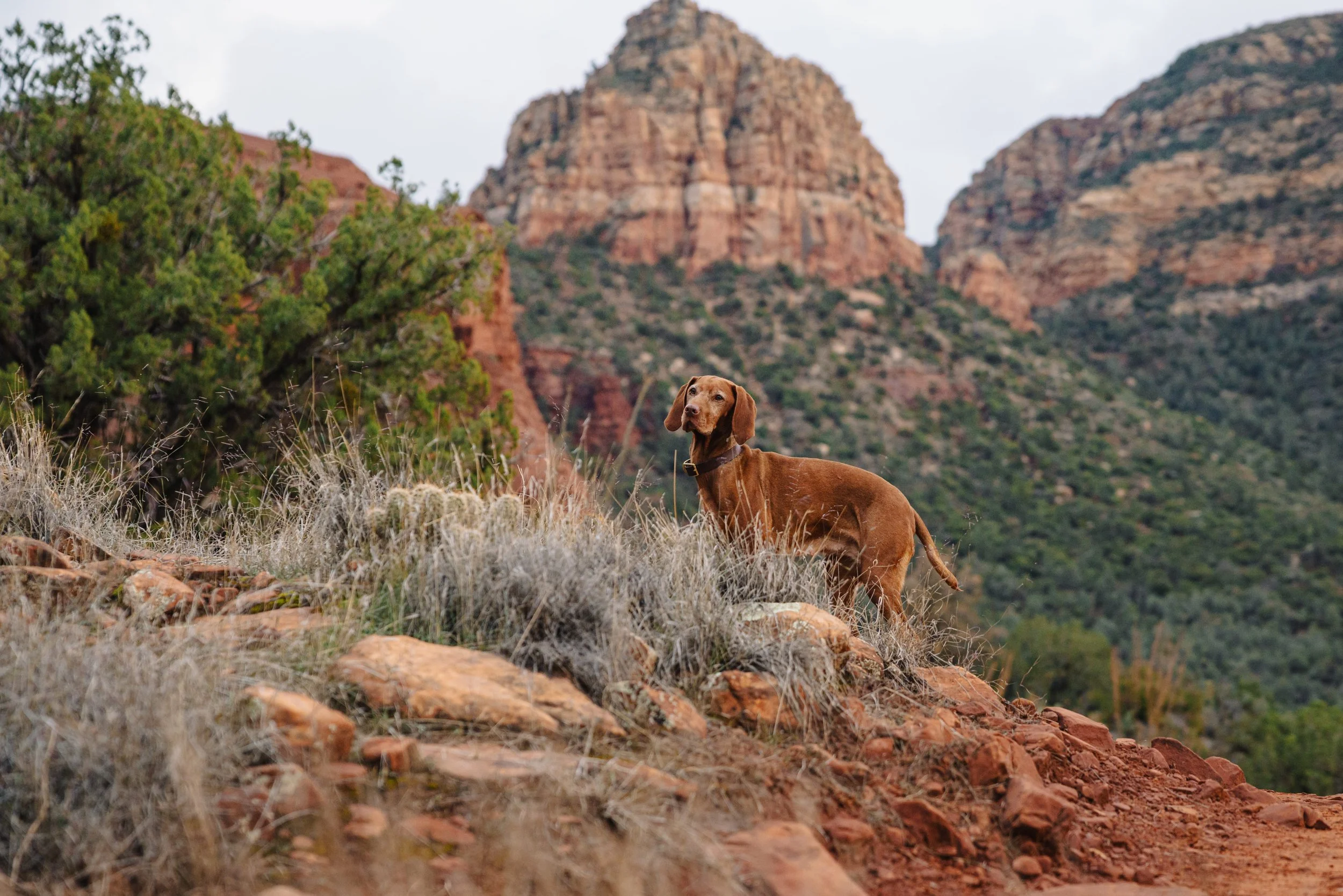 EM_SEDONA_EXPORT-54.jpg