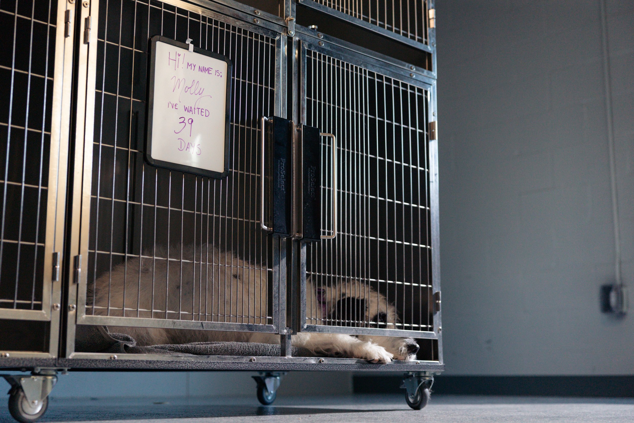 EM_PETFINDER_TAMPA-58.jpg